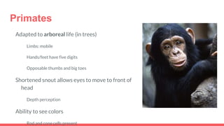 Primates
Adapted to arboreal life (in trees)
Limbs: mobile
Hands/feet have five digits
Opposable thumbs and big toes
Shortened snout allows eyes to move to front of
head
Depth perception
Ability to see colors
Rod and cone cells present
 