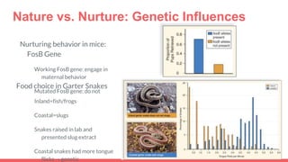 Nature vs. Nurture: Genetic Influences
Nurturing behavior in mice:
FosB Gene
Working FosB gene: engage in
maternal behavior
Mutated FosB gene: do not
Food choice in Garter Snakes
Inland=fish/frogs
Coastal=slugs
Snakes raised in lab and
presented slug extract
Coastal snakes had more tongue
flicks→ genetic
 