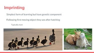 Imprinting
Simplest form of learning but have genetic component
Following first moving object they see after hatching
Typically mom
Could be something else
Only develops during sensitive period (two/three days after hatching)
 