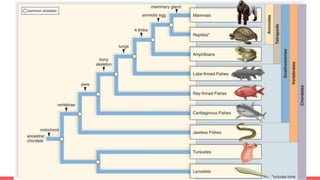 Tree and When Things Evolved!!!
 