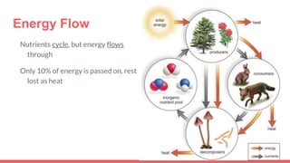 Energy Flow
Nutrients cycle, but energy flows
through
Only 10% of energy is passed on, rest
lost as heat
 