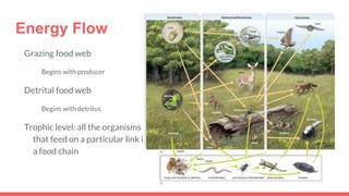 Energy Flow
Grazing food web
Begins with producer
Detrital food web
Begins with detritus
Trophic level: all the organisms
that feed on a particular link in
a food chain
 