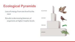 Ecological Pyramids
Loss of energy from one level to the
next
Results in decreasing biomass of
organisms at higher trophic levels
 