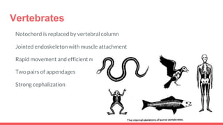Vertebrates
Notochord is replaced by vertebral column
Jointed endoskeleton with muscle attachment
Rapid movement and efficient respiration
Two pairs of appendages
Strong cephalization
 