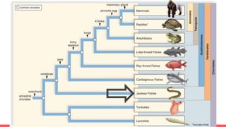 Tree and When Things Evolved!!!
 