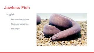 Jawless Fish
Hagfish
Extreme slime defense
No jaws or paired fins
Scavenger
 