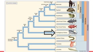 Tree and When Things Evolved!!!
 