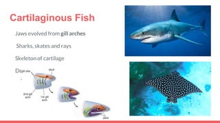 Cartilaginous Fish
Jaws evolved from gill arches
Sharks, skates and rays
Skeleton of cartilage
Detect prey through electric currents
and keen sense of smell
 