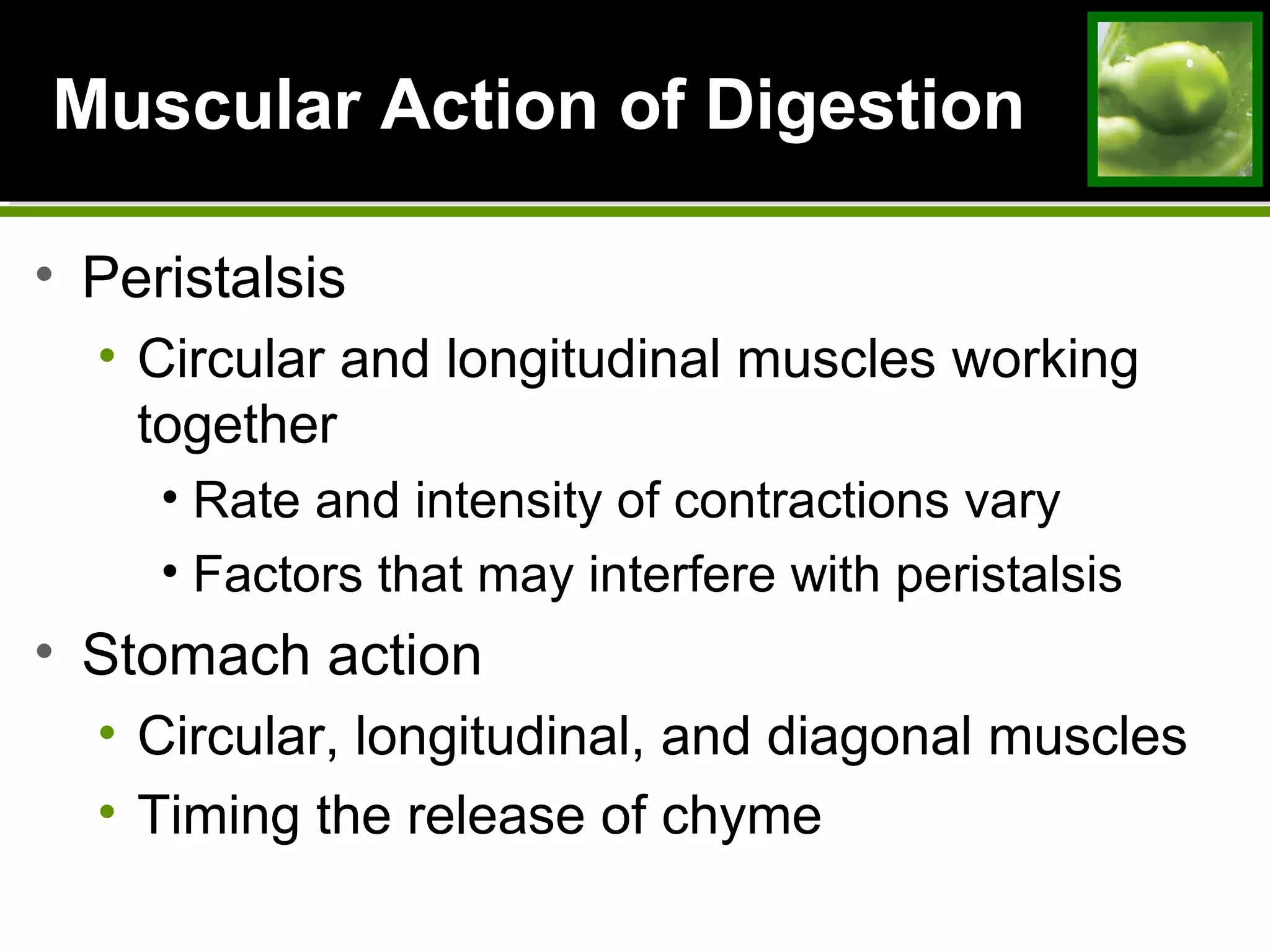 Muscular Action of DigestionMuscular Action of Digestion
• Peristalsis
• Circular and longitudinal muscles working
together
• Rate and intensity of contractions vary
• Factors that may interfere with peristalsis
• Stomach action
• Circular, longitudinal, and diagonal muscles
• Timing the release of chyme
 