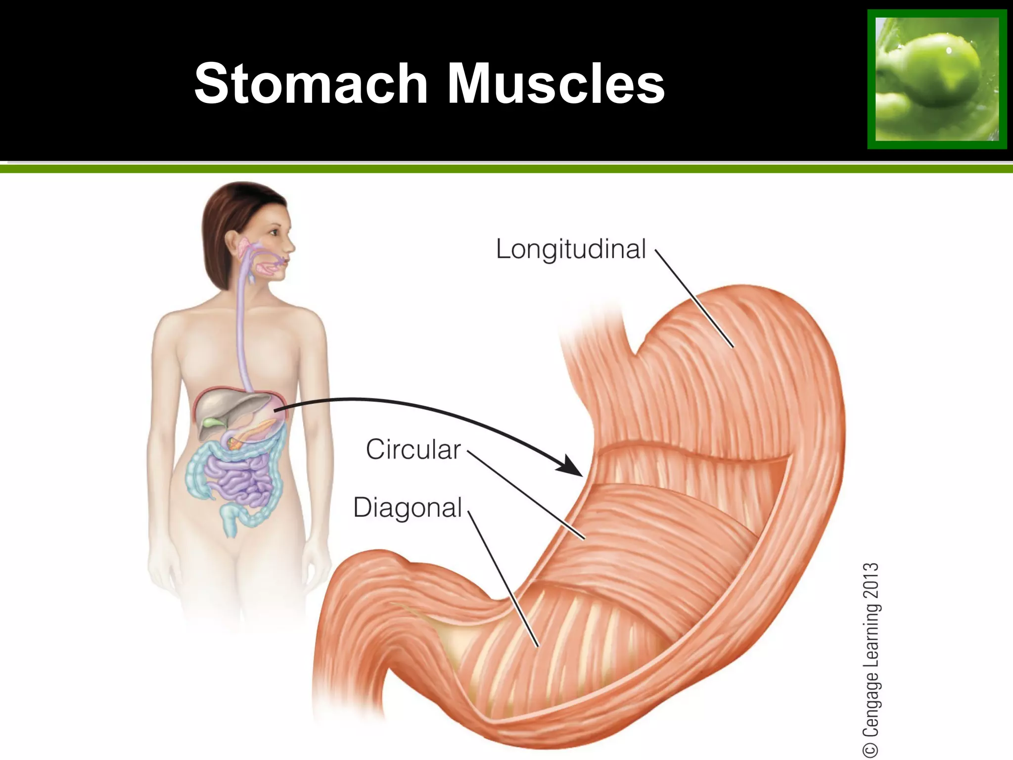 Stomach MusclesStomach Muscles
 