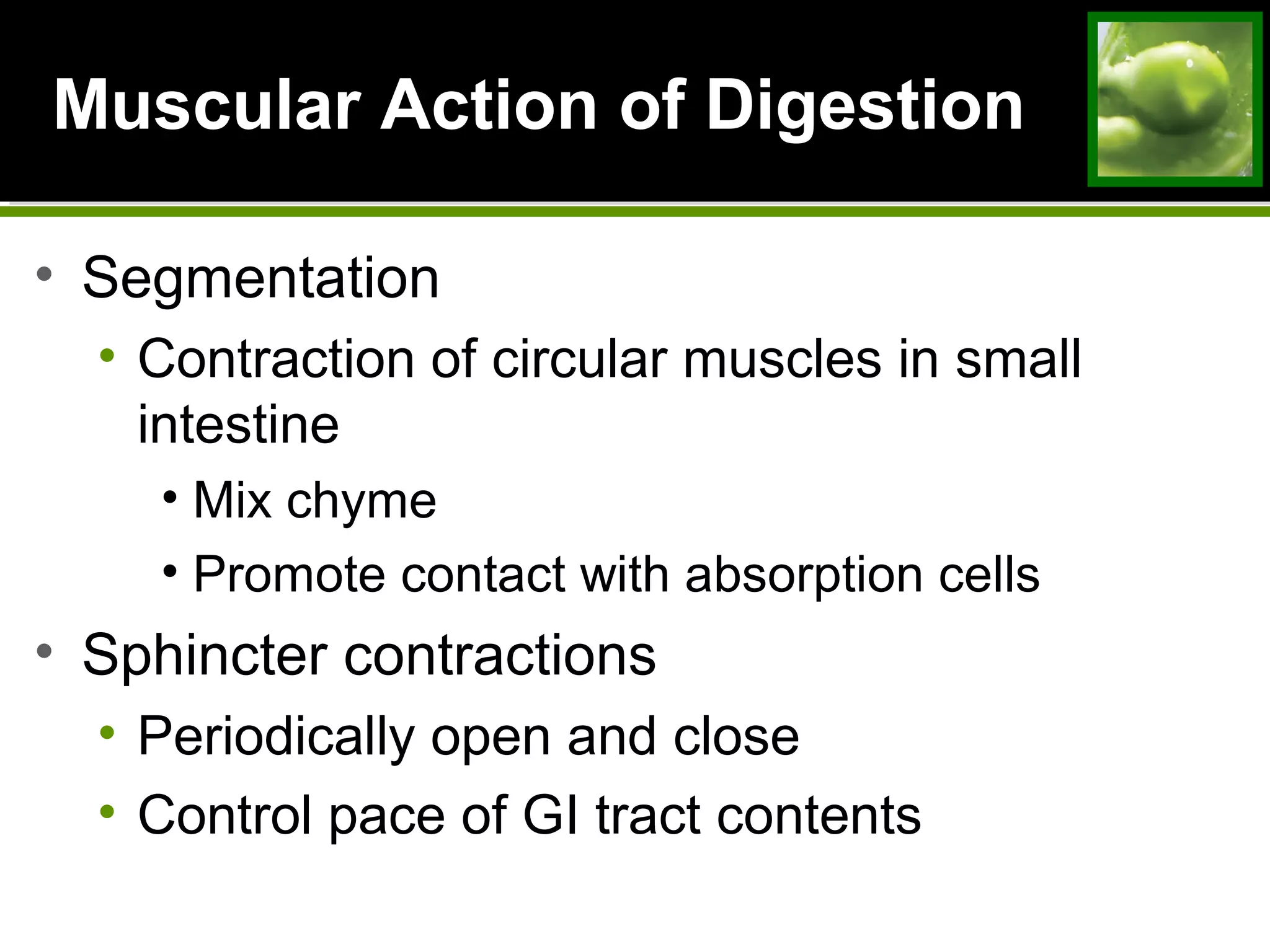 Muscular Action of DigestionMuscular Action of Digestion
• Segmentation
• Contraction of circular muscles in small
intestine
• Mix chyme
• Promote contact with absorption cells
• Sphincter contractions
• Periodically open and close
• Control pace of GI tract contents
 