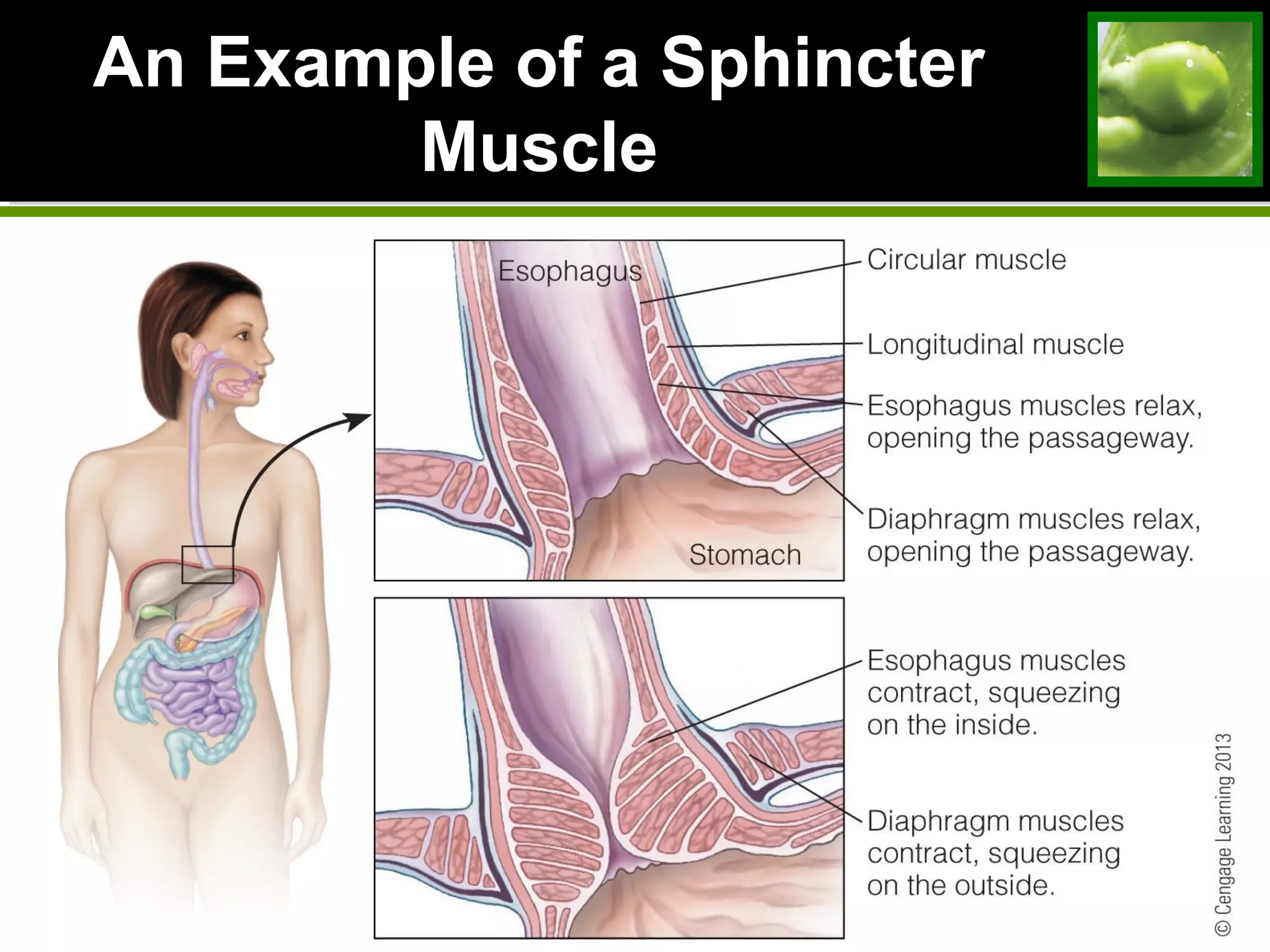 An Example of a SphincterAn Example of a Sphincter
MuscleMuscle
 