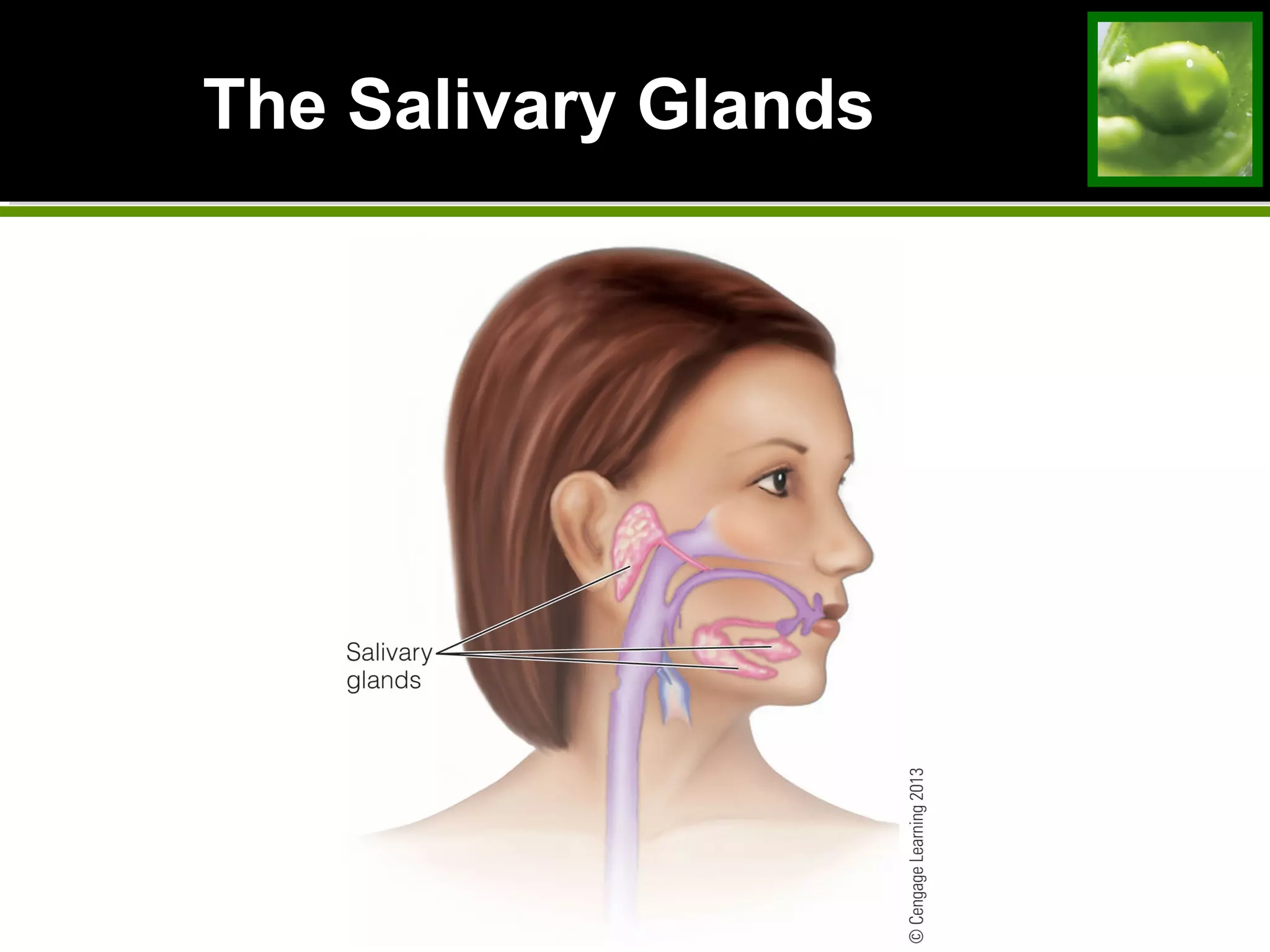 The Salivary Glands
 
