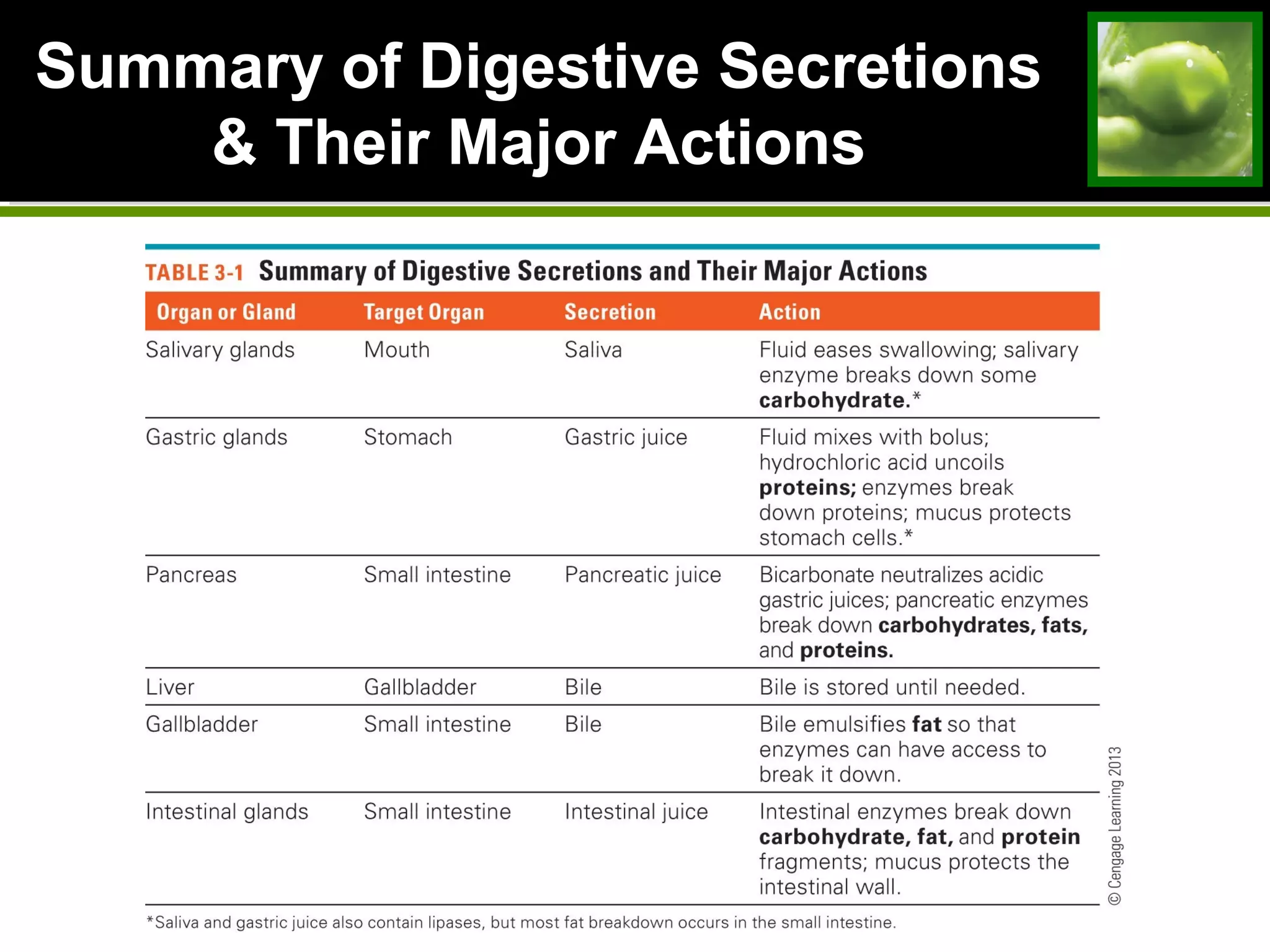 Summary of Digestive Secretions
& Their Major Actions
 