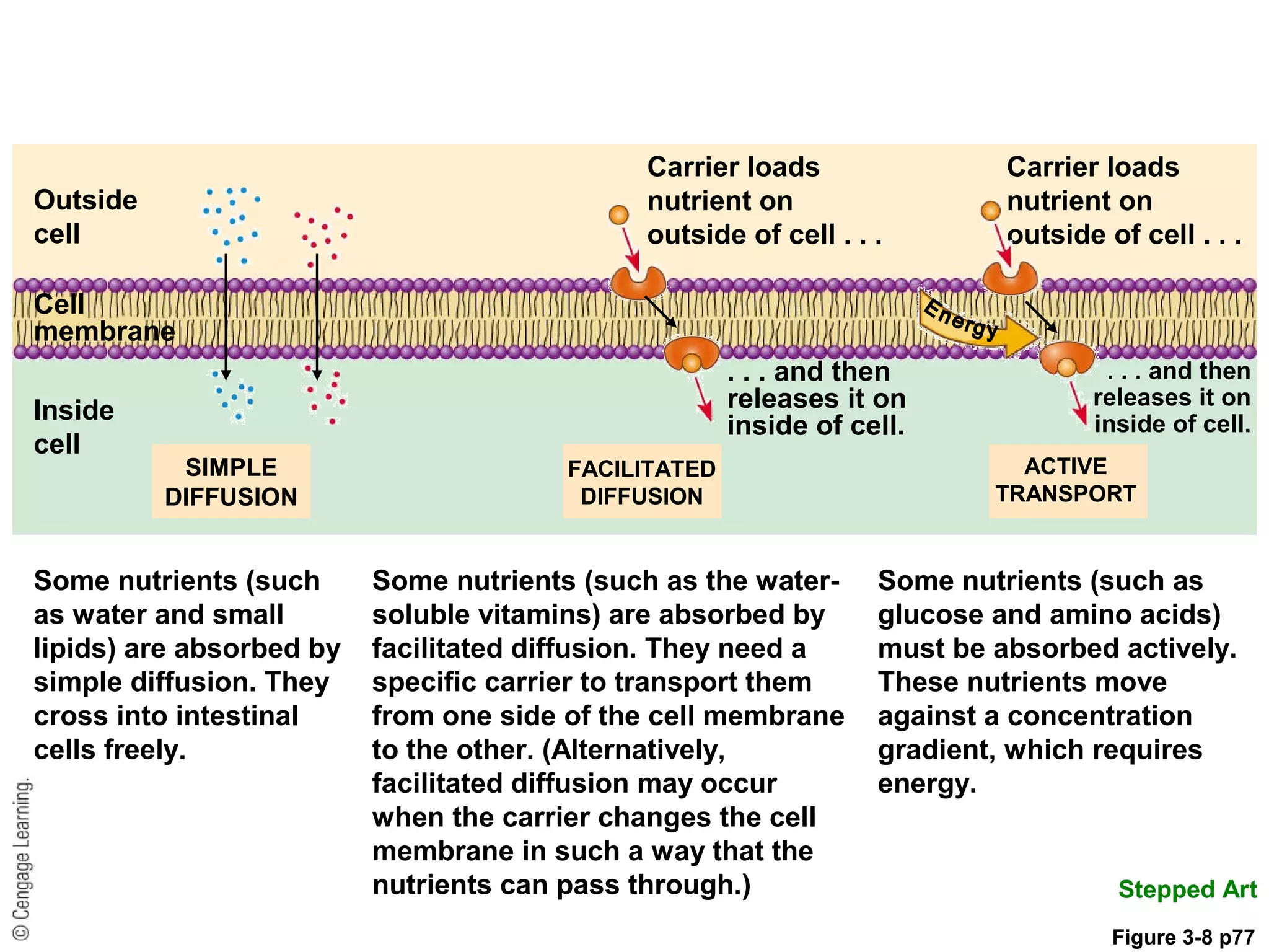Carrier loads
nutrient on
outside of cell . . .
Carrier loads
nutrient on
outside of cell . . .
Outside
cell
Cell
membrane
. . . and then
releases it on
inside of cell.
. . . and then
releases it on
inside of cell.
Inside
cell
FACILITATED
DIFFUSION
Some nutrients (such as the water-
soluble vitamins) are absorbed by
facilitated diffusion. They need a
specific carrier to transport them
from one side of the cell membrane
to the other. (Alternatively,
facilitated diffusion may occur
when the carrier changes the cell
membrane in such a way that the
nutrients can pass through.)
ACTIVE
TRANSPORT
Some nutrients (such as
glucose and amino acids)
must be absorbed actively.
These nutrients move
against a concentration
gradient, which requires
energy.
Stepped Art
Some nutrients (such
as water and small
lipids) are absorbed by
simple diffusion. They
cross into intestinal
cells freely.
SIMPLE
DIFFUSION
Figure 3-8 p77
 