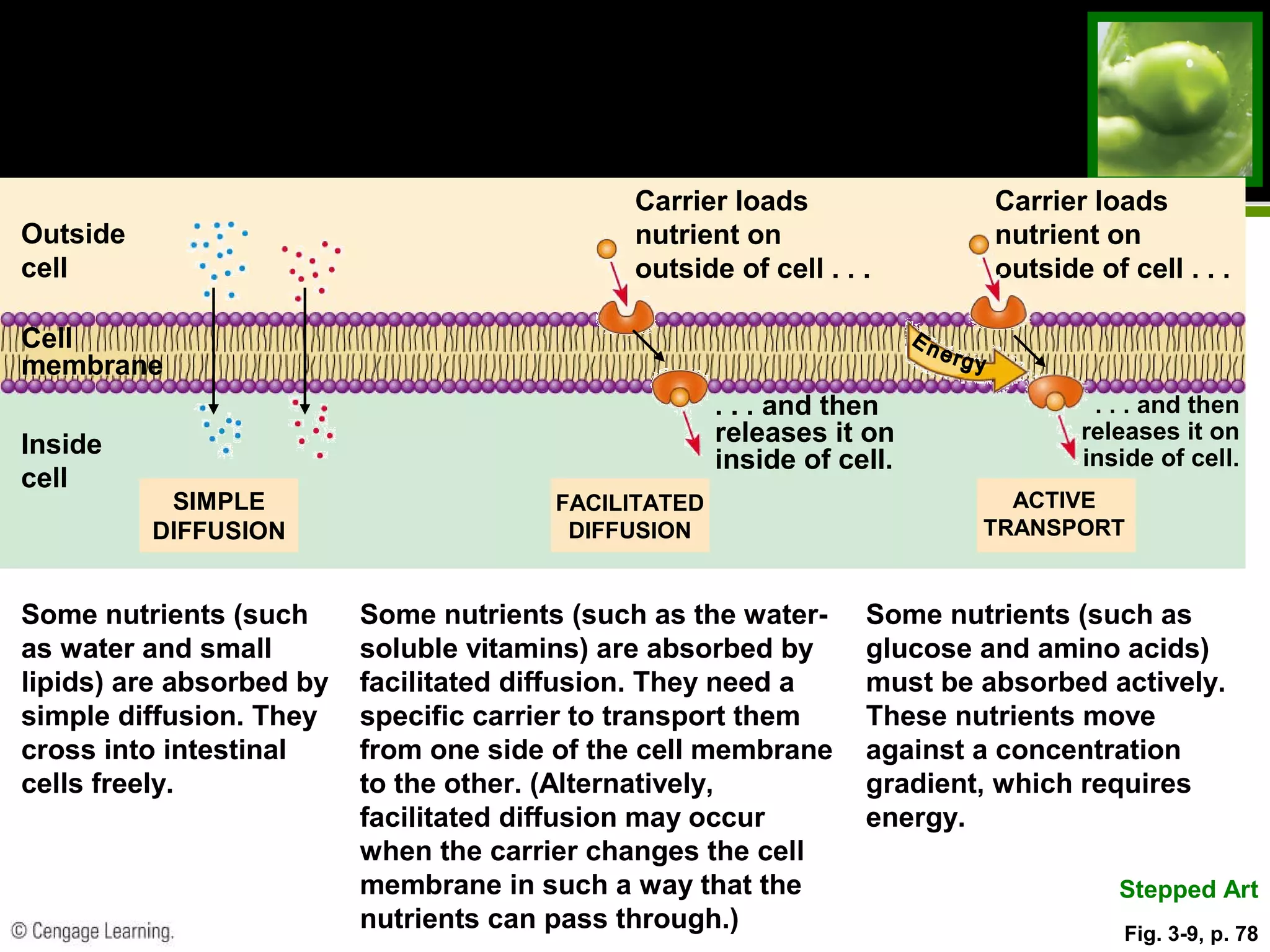 Carrier loads
nutrient on
outside of cell . . .
Carrier loads
nutrient on
outside of cell . . .
Outside
cell
Cell
membrane
. . . and then
releases it on
inside of cell.
. . . and then
releases it on
inside of cell.
Inside
cell
FACILITATED
DIFFUSION
Some nutrients (such as the water-
soluble vitamins) are absorbed by
facilitated diffusion. They need a
specific carrier to transport them
from one side of the cell membrane
to the other. (Alternatively,
facilitated diffusion may occur
when the carrier changes the cell
membrane in such a way that the
nutrients can pass through.)
ACTIVE
TRANSPORT
Some nutrients (such as
glucose and amino acids)
must be absorbed actively.
These nutrients move
against a concentration
gradient, which requires
energy.
Stepped Art
Some nutrients (such
as water and small
lipids) are absorbed by
simple diffusion. They
cross into intestinal
cells freely.
SIMPLE
DIFFUSION
Fig. 3-9, p. 78
 