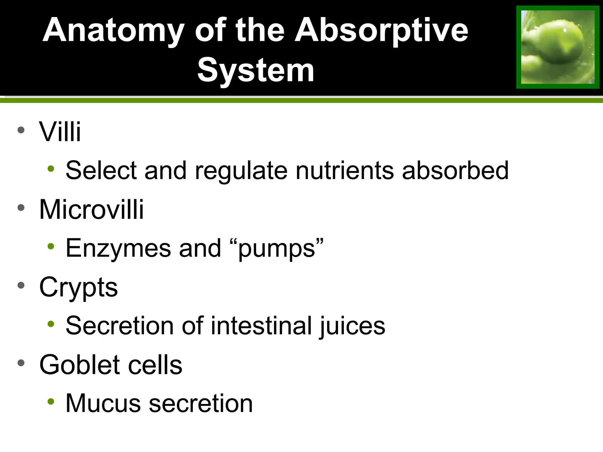 Anatomy of the AbsorptiveAnatomy of the Absorptive
SystemSystem
• Villi
• Select and regulate nutrients absorbed
• Microvilli
• Enzymes and “pumps”
• Crypts
• Secretion of intestinal juices
• Goblet cells
• Mucus secretion
 