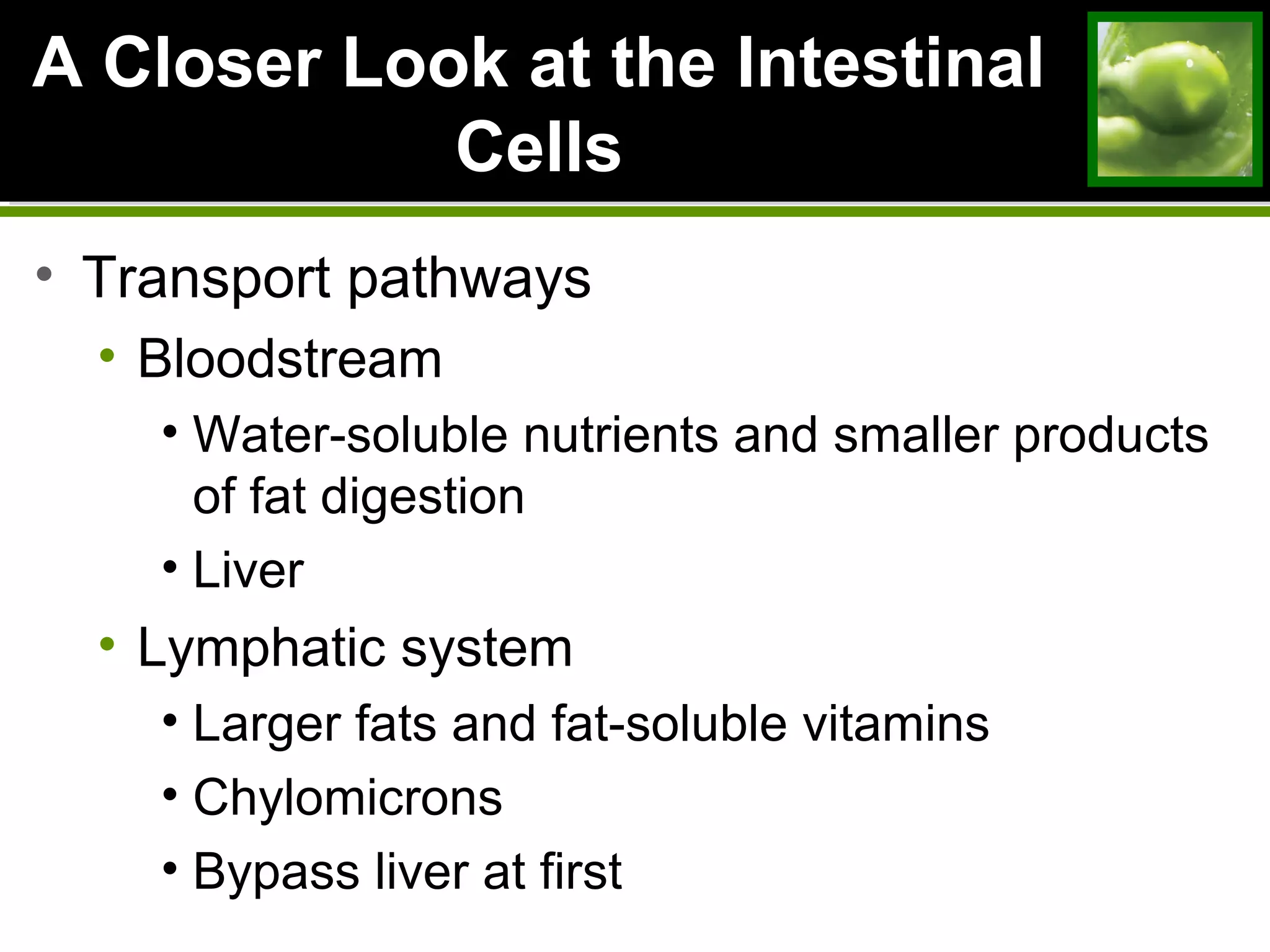 A Closer Look at the Intestinal
Cells
• Transport pathways
• Bloodstream
• Water-soluble nutrients and smaller products
of fat digestion
• Liver
• Lymphatic system
• Larger fats and fat-soluble vitamins
• Chylomicrons
• Bypass liver at first
 