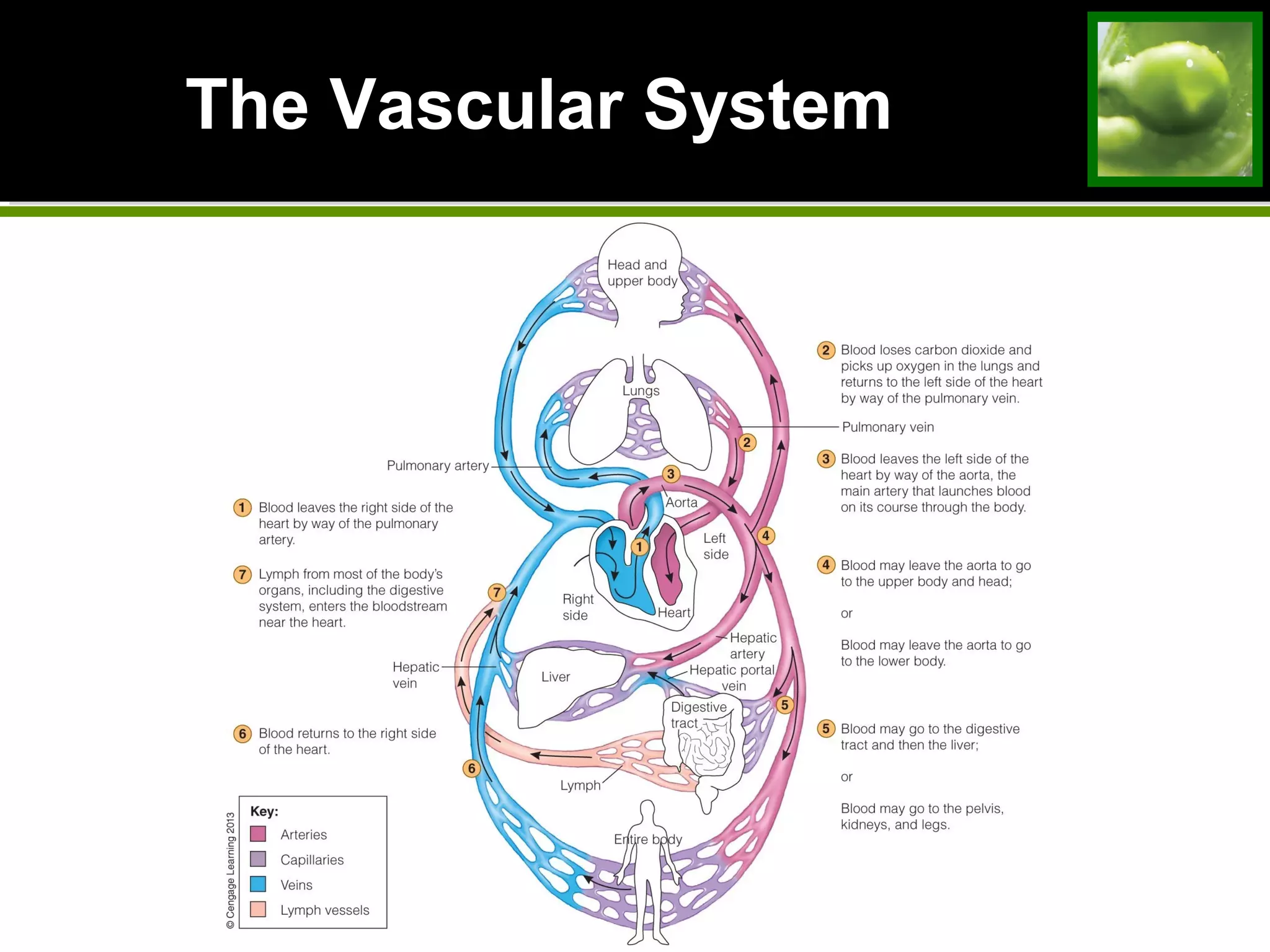 The Vascular SystemThe Vascular System
 