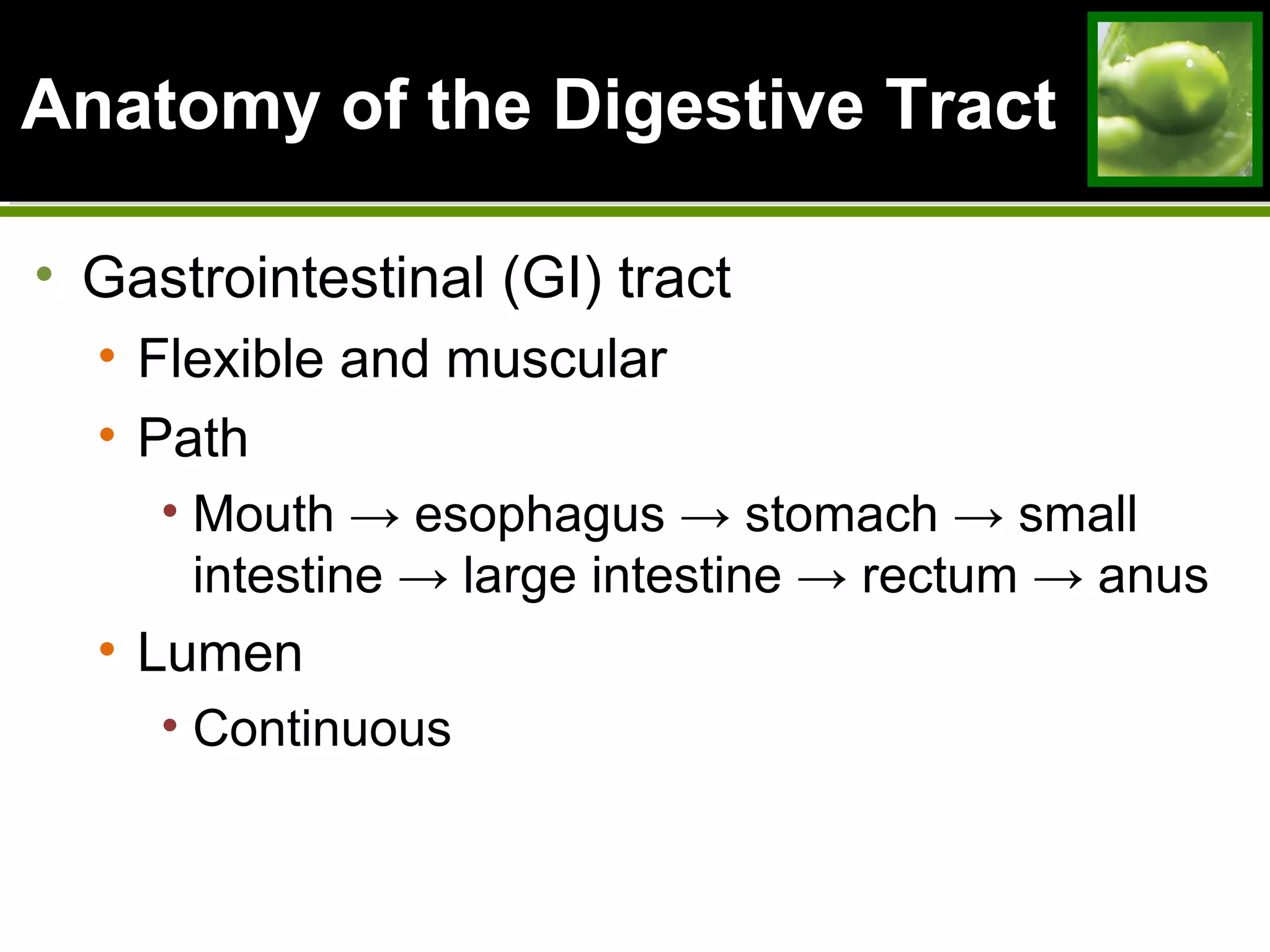 Anatomy of the Digestive TractAnatomy of the Digestive Tract
• Gastrointestinal (GI) tract
• Flexible and muscular
• Path
• Mouth → esophagus → stomach → small
intestine → large intestine → rectum → anus
• Lumen
• Continuous
 