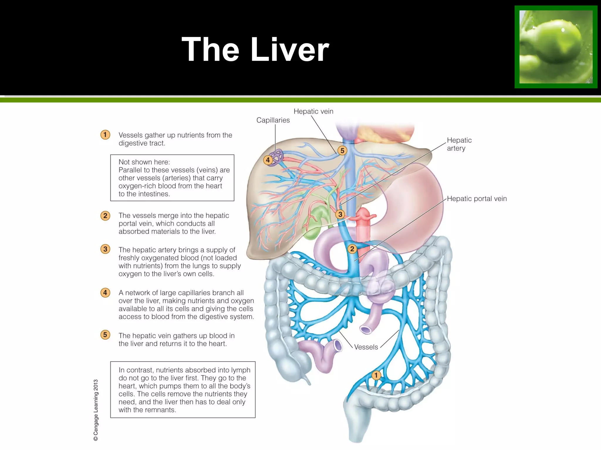 The LiverThe Liver
 