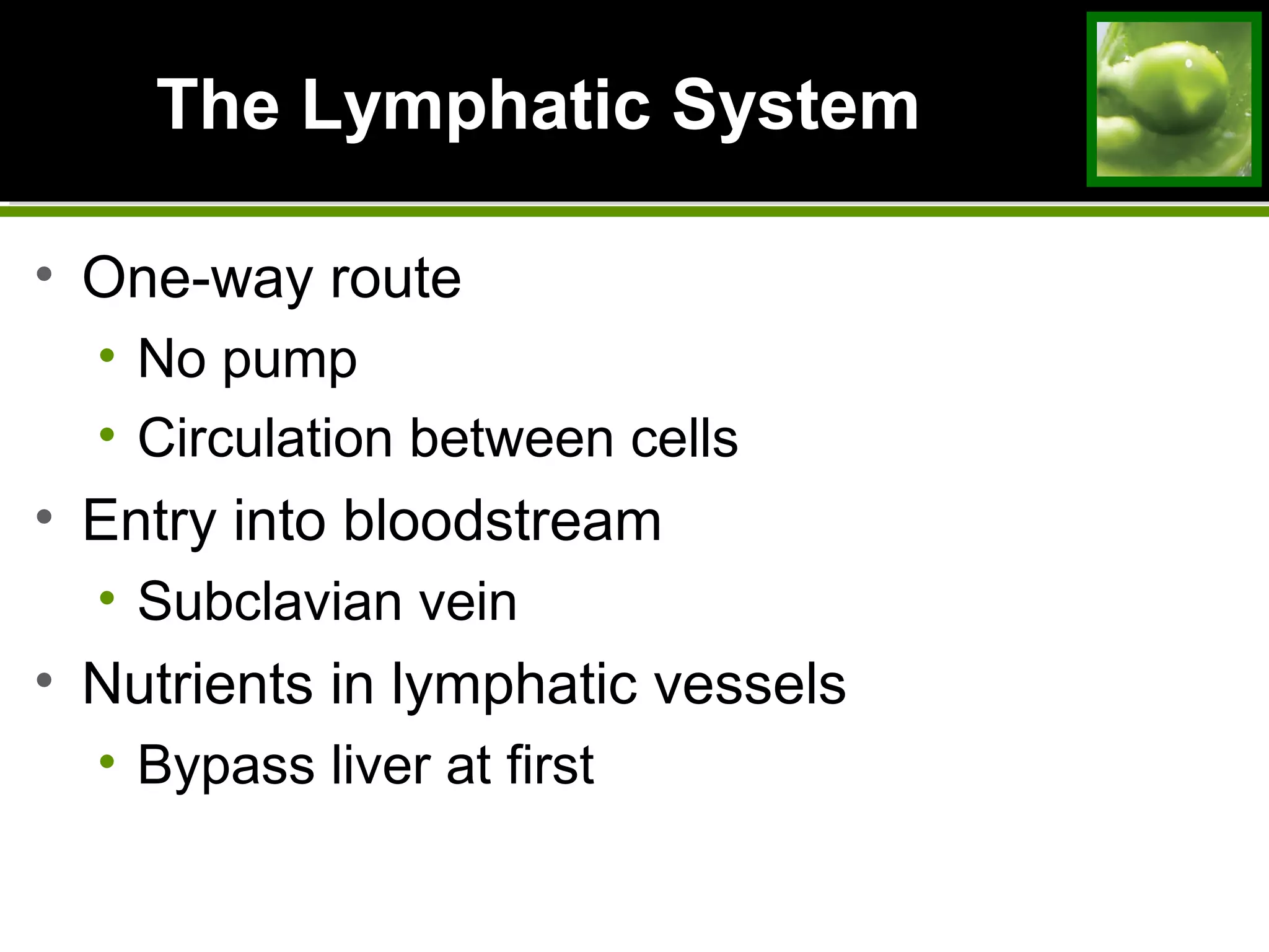 The Lymphatic SystemThe Lymphatic System
• One-way route
• No pump
• Circulation between cells
• Entry into bloodstream
• Subclavian vein
• Nutrients in lymphatic vessels
• Bypass liver at first
 