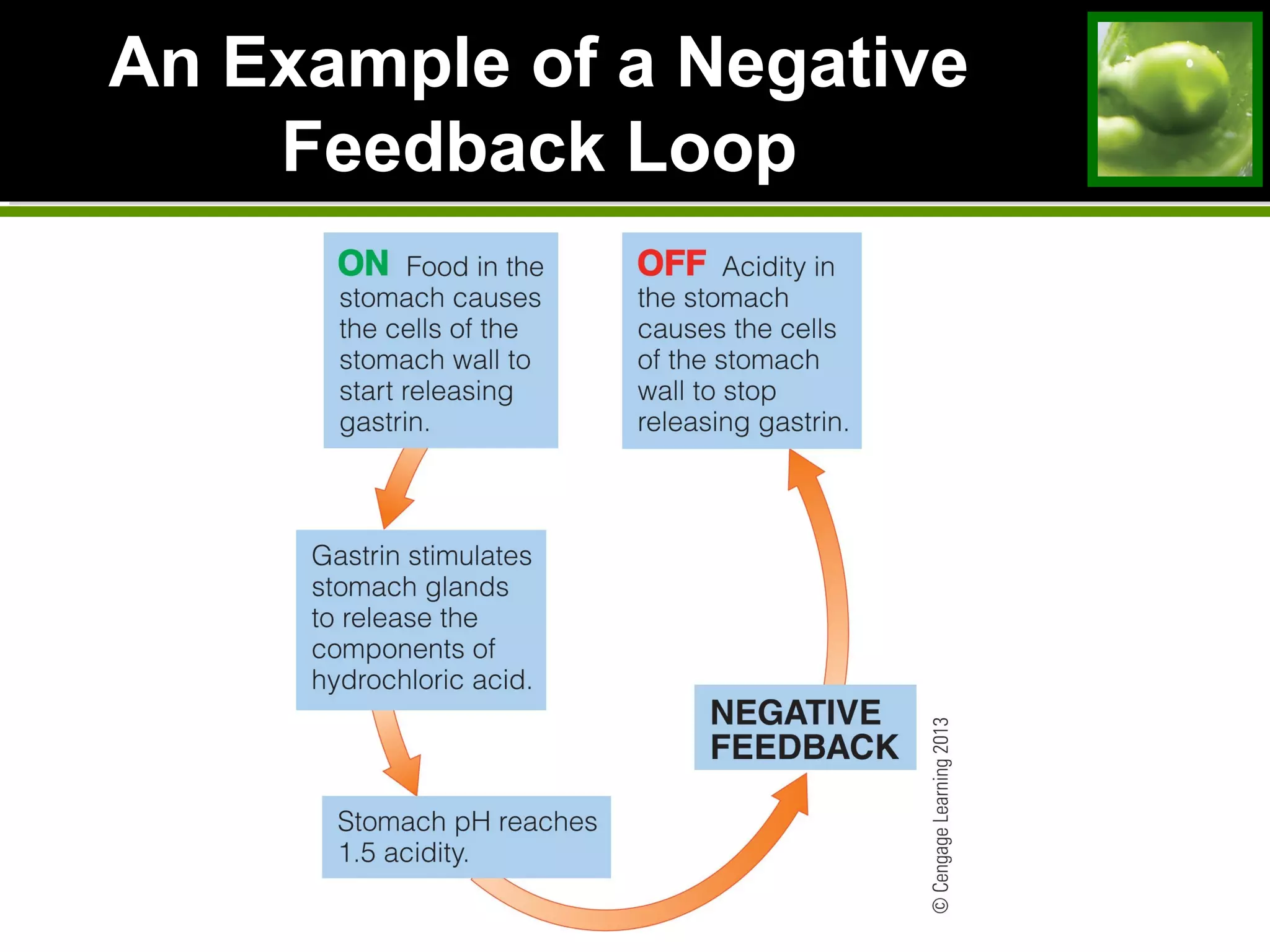 An Example of a NegativeAn Example of a Negative
Feedback LoopFeedback Loop
 