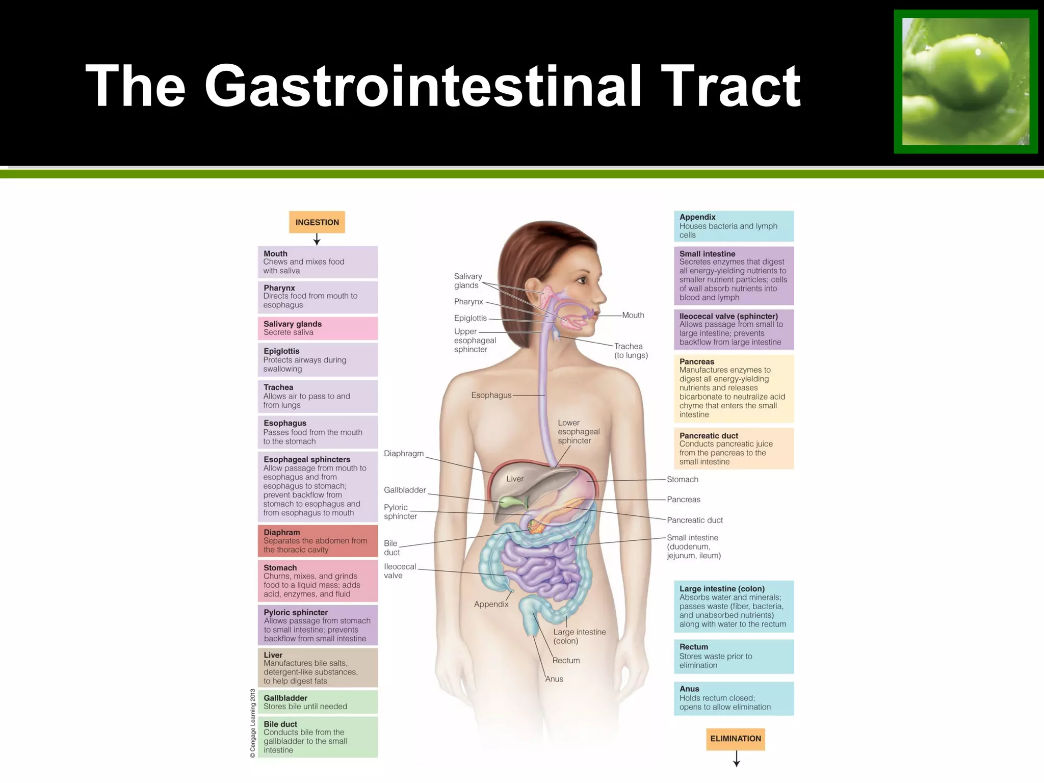 The Gastrointestinal TractThe Gastrointestinal Tract
 