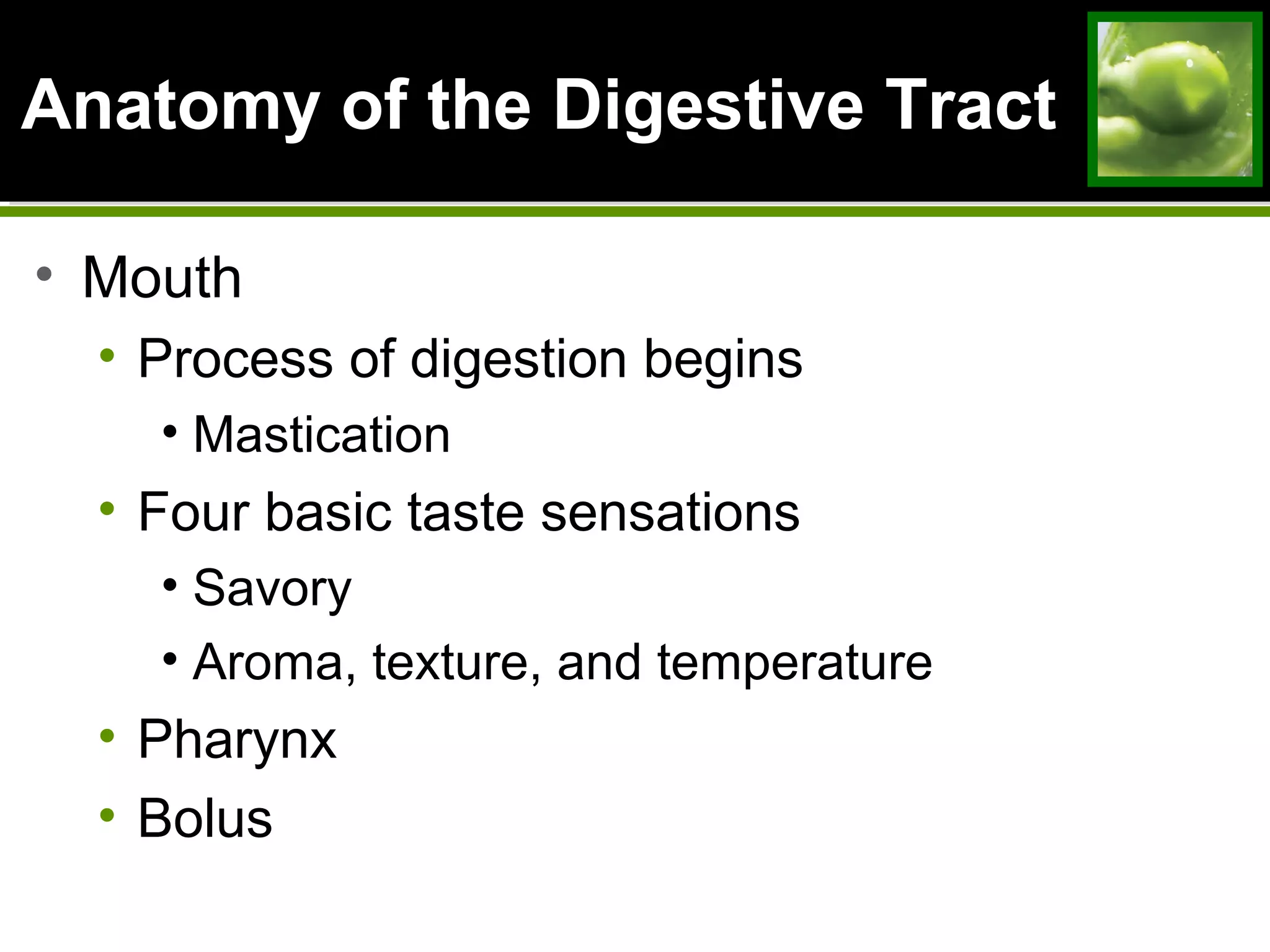 Anatomy of the Digestive TractAnatomy of the Digestive Tract
• Mouth
• Process of digestion begins
• Mastication
• Four basic taste sensations
• Savory
• Aroma, texture, and temperature
• Pharynx
• Bolus
 