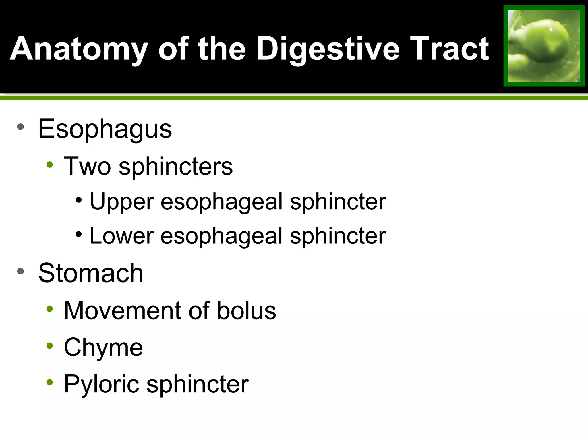Anatomy of the Digestive TractAnatomy of the Digestive Tract
• Esophagus
• Two sphincters
• Upper esophageal sphincter
• Lower esophageal sphincter
• Stomach
• Movement of bolus
• Chyme
• Pyloric sphincter
 
