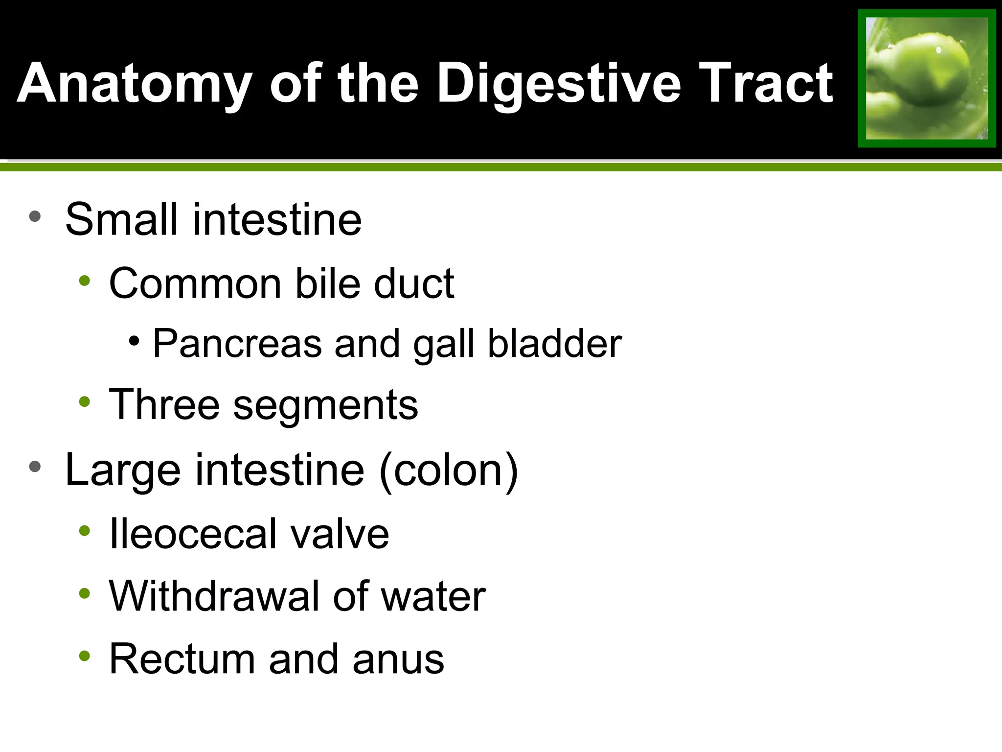 Anatomy of the Digestive TractAnatomy of the Digestive Tract
• Small intestine
• Common bile duct
• Pancreas and gall bladder
• Three segments
• Large intestine (colon)
• Ileocecal valve
• Withdrawal of water
• Rectum and anus
 
