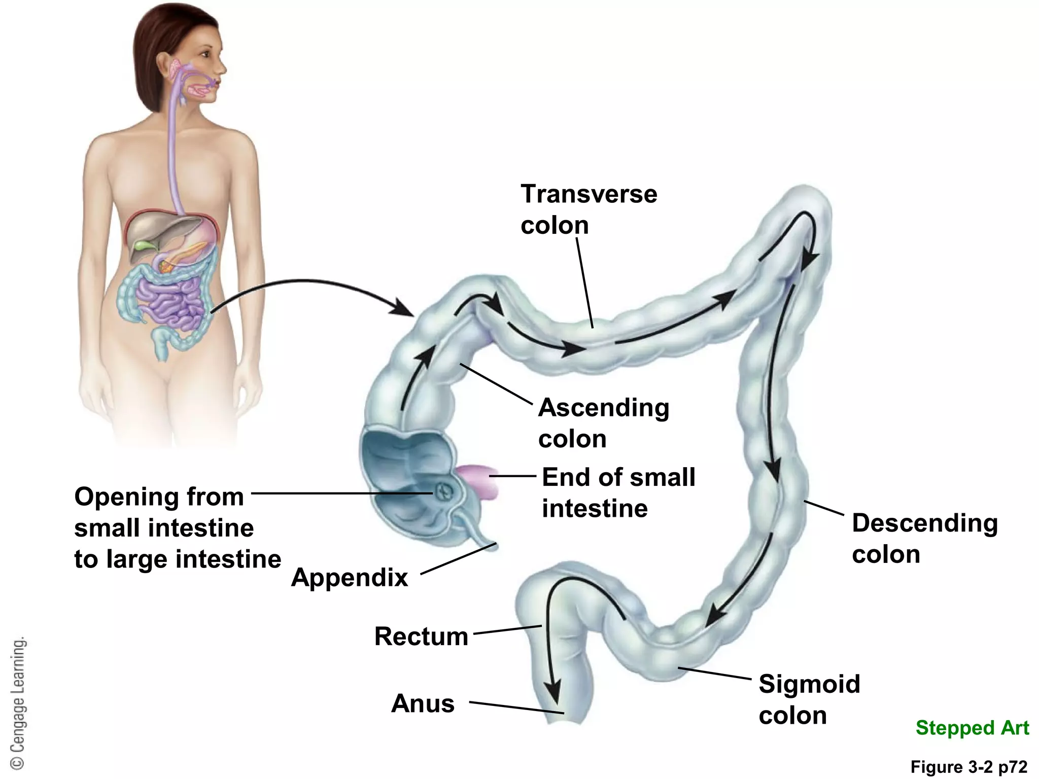 Transverse
colon
Ascending
colon
Descending
colon
Sigmoid
colonAnus
Rectum
Appendix
Opening from
small intestine
to large intestine
End of small
intestine
Stepped Art
Figure 3-2 p72
 