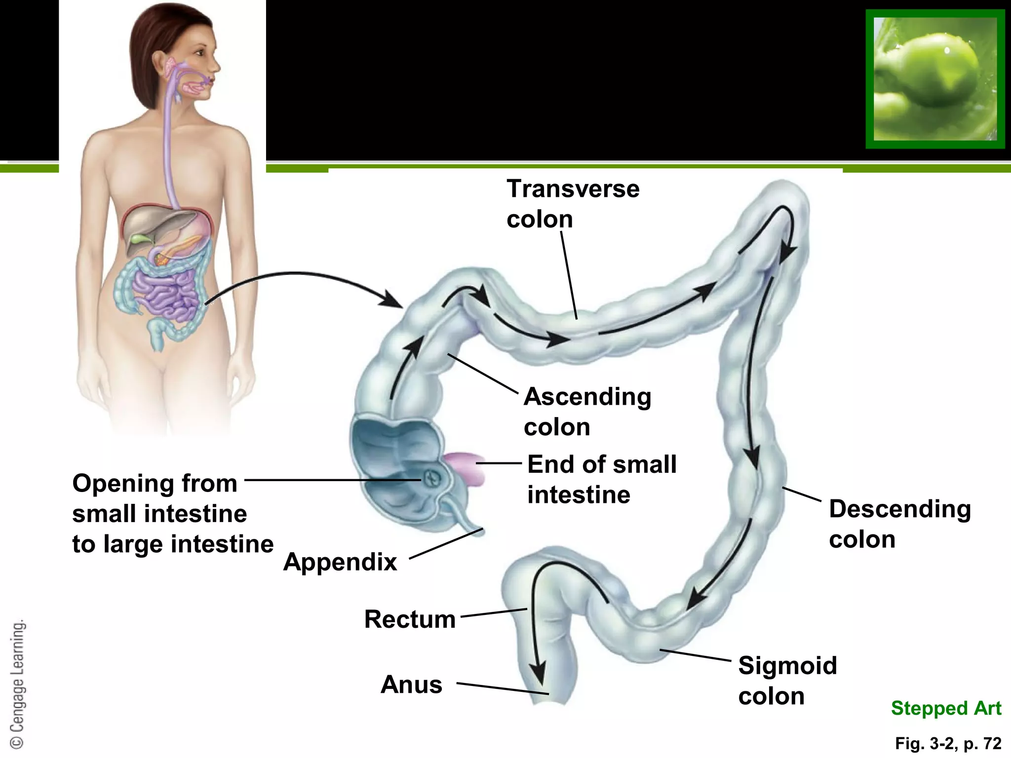 Transverse
colon
Ascending
colon
Descending
colon
Sigmoid
colonAnus
Rectum
Appendix
Opening from
small intestine
to large intestine
End of small
intestine
Stepped Art
Fig. 3-2, p. 72
 