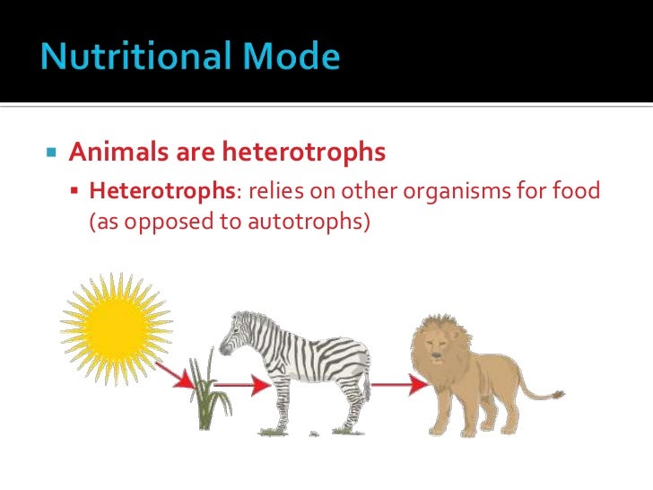 Chapter 32 animal diversity[1]