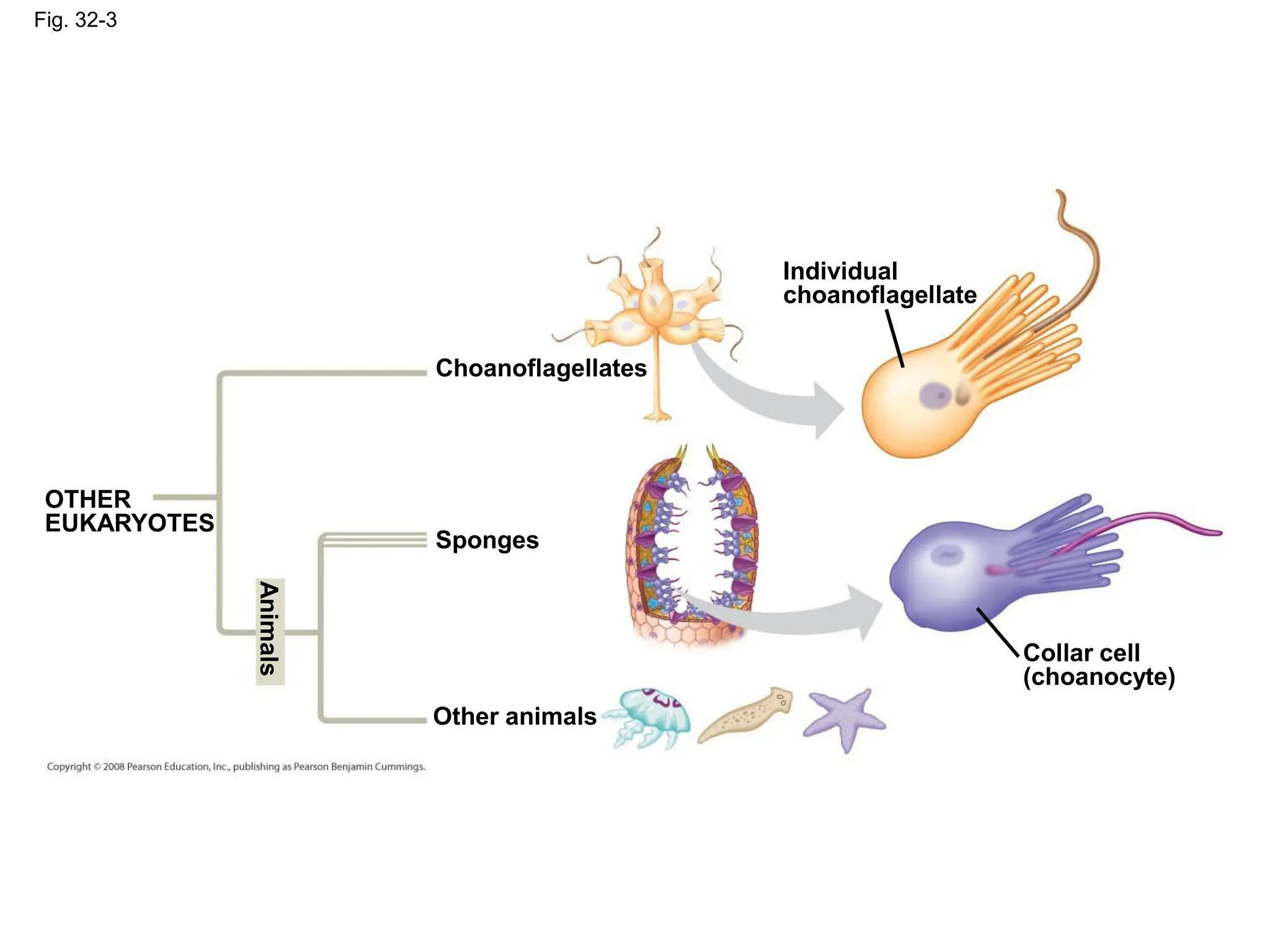 Fig. 32-3
OTHER
EUKARYOTES
Choanoflagellates
Sponges
Other animals
Animals
Individual
choanoflagellate
Collar cell
(choanocyte)
 