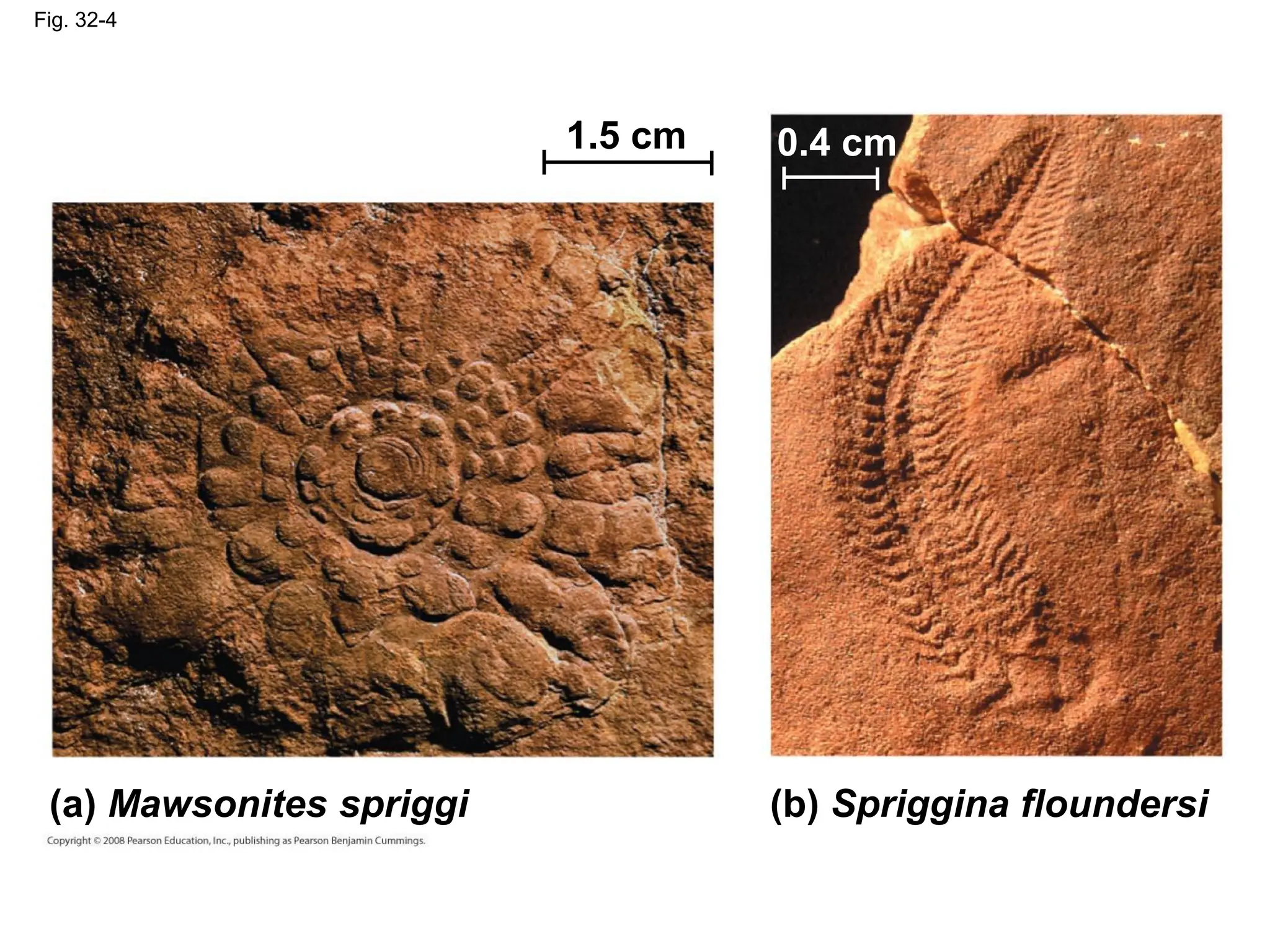 Fig. 32-4
(a) Mawsonites spriggi (b) Spriggina floundersi
1.5 cm 0.4 cm
 