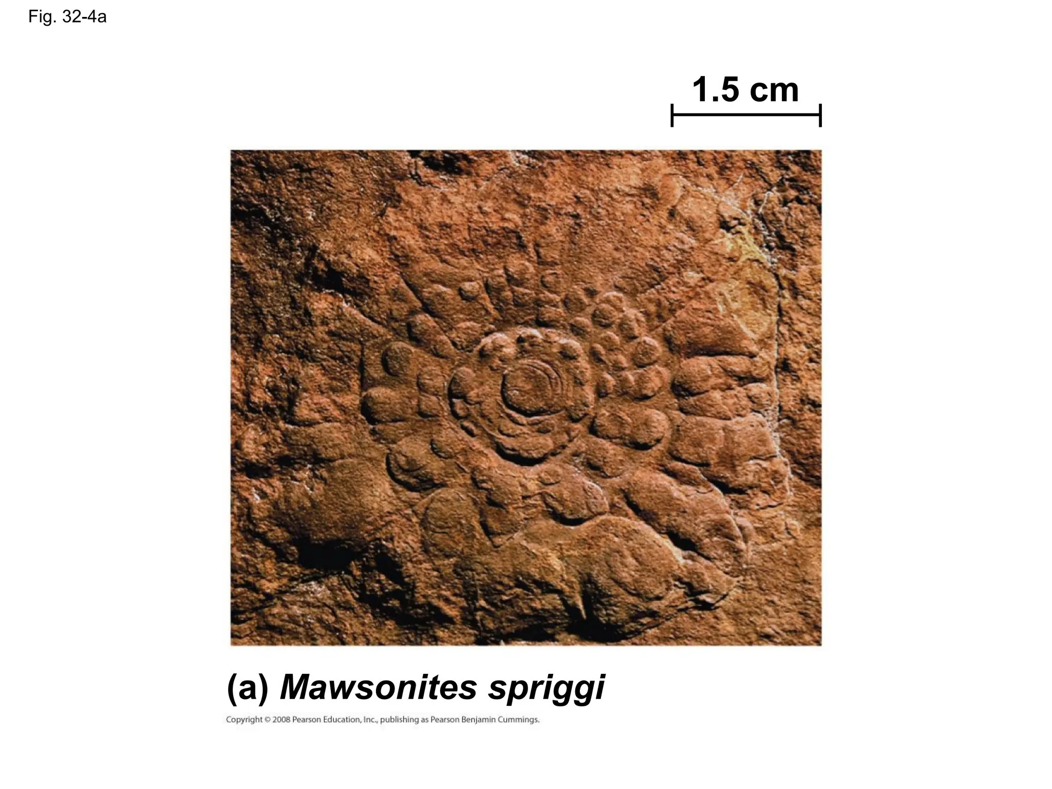 Fig. 32-4a
(a) Mawsonites spriggi
1.5 cm
 