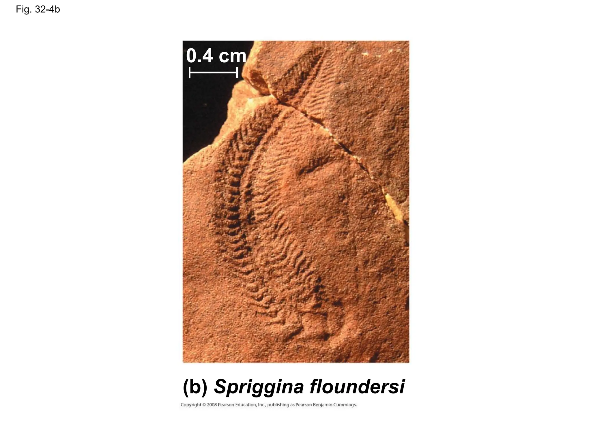 Fig. 32-4b
(b) Spriggina floundersi
0.4 cm
 