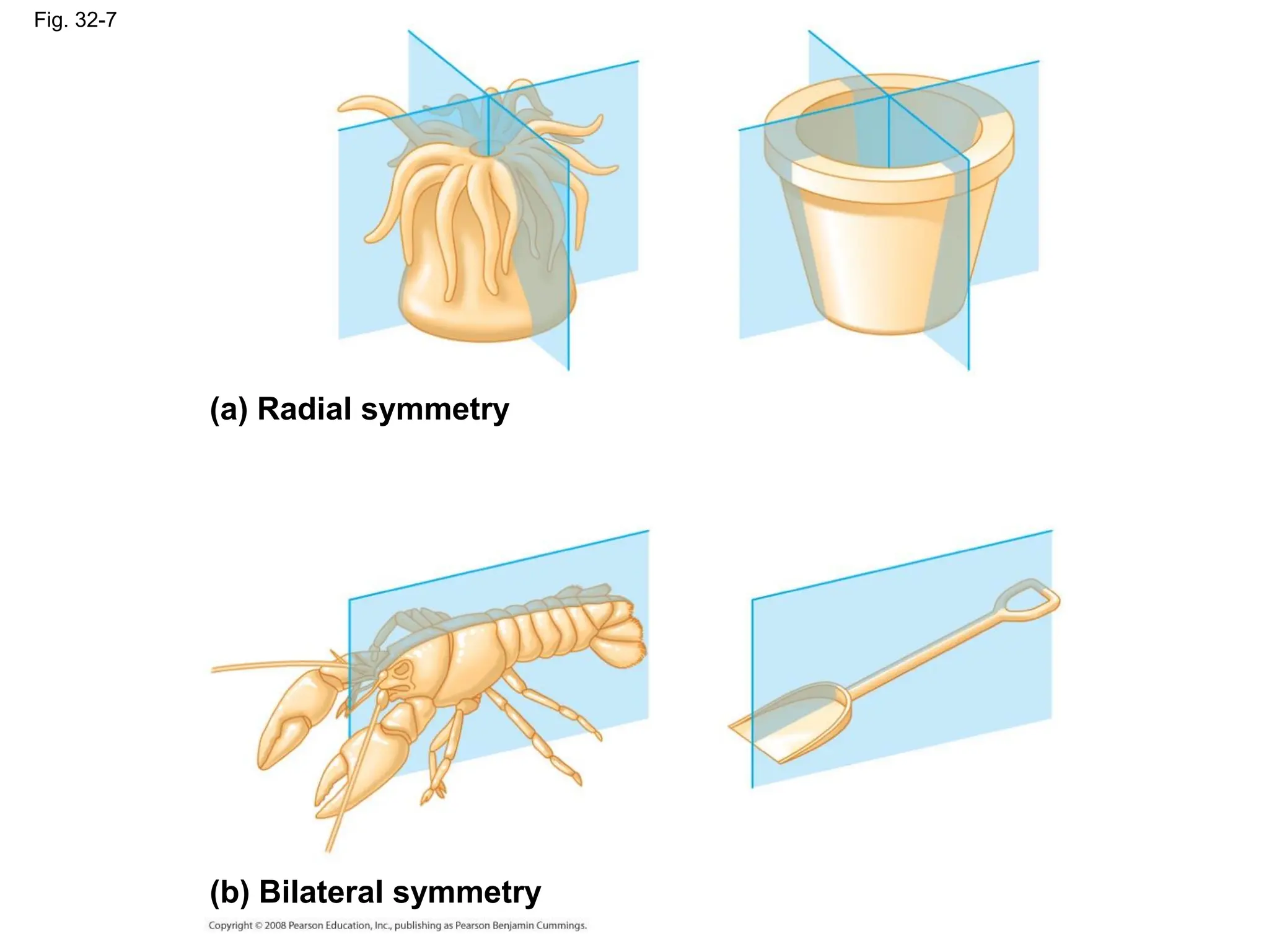 Fig. 32-7
(a) Radial symmetry
(b) Bilateral symmetry
 