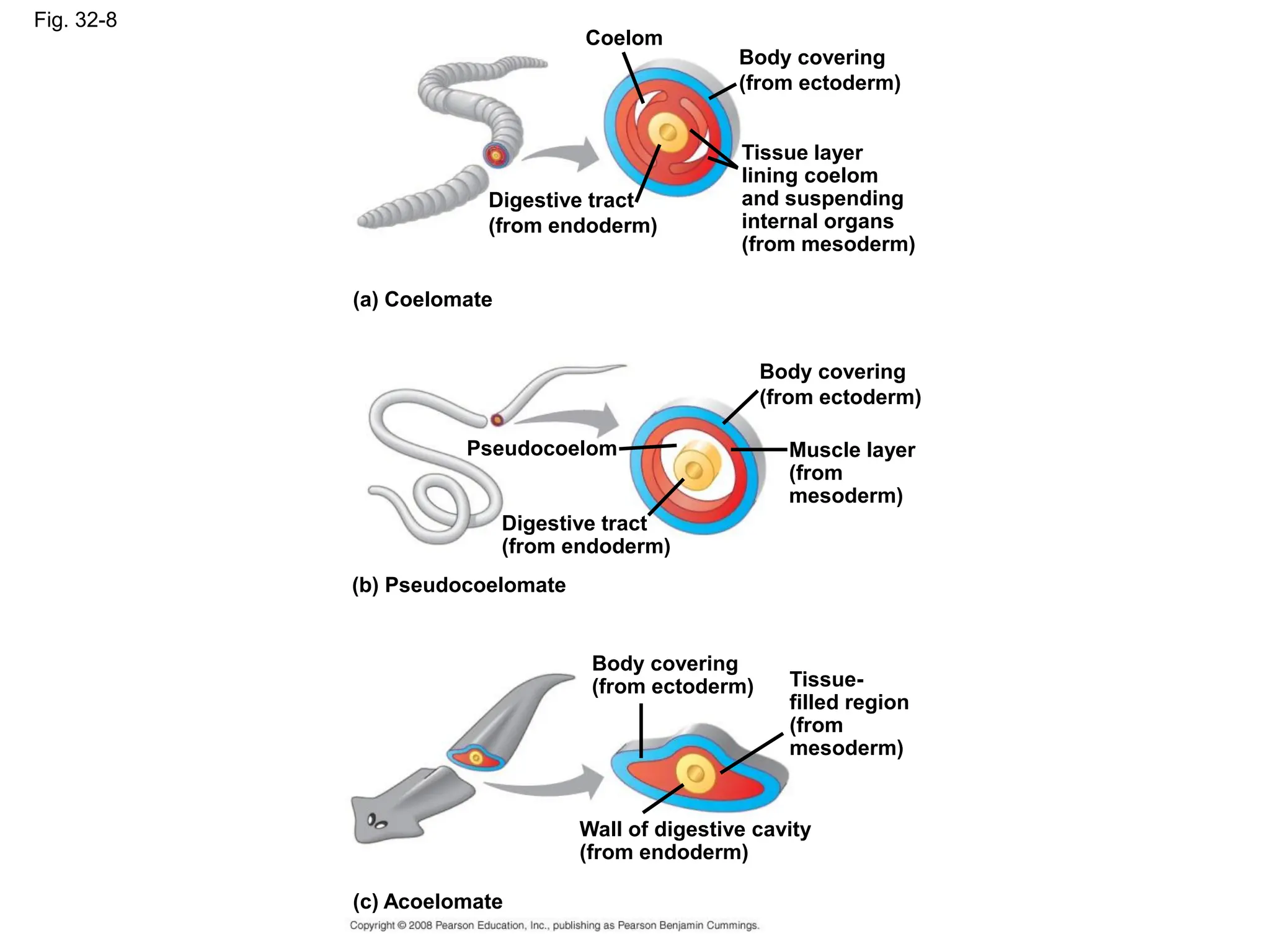 Fig. 32-8
Coelom
Body covering
(from ectoderm)
Digestive tract
(from endoderm)
Tissue layer
lining coelom
and suspending
internal organs
(from mesoderm)
(a) Coelomate
Body covering
(from ectoderm)
Pseudocoelom
Digestive tract
(from endoderm)
Muscle layer
(from
mesoderm)
(b) Pseudocoelomate
Body covering
(from ectoderm) Tissue-
filled region
(from
mesoderm)
Wall of digestive cavity
(from endoderm)
(c) Acoelomate
 