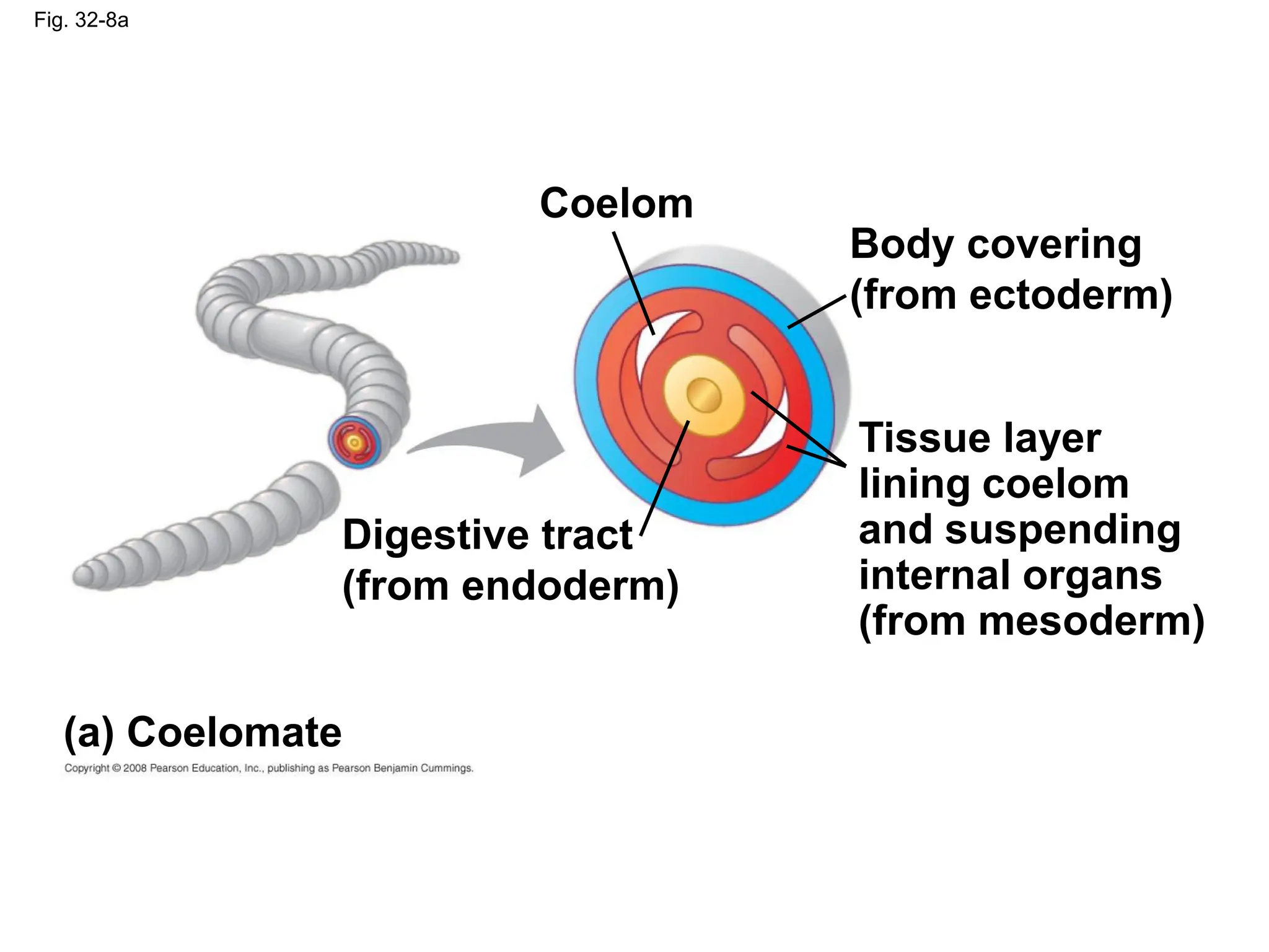 Fig. 32-8a
Coelom
Body covering
(from ectoderm)
Digestive tract
(from endoderm)
Tissue layer
lining coelom
and suspending
internal organs
(from mesoderm)
(a) Coelomate
 