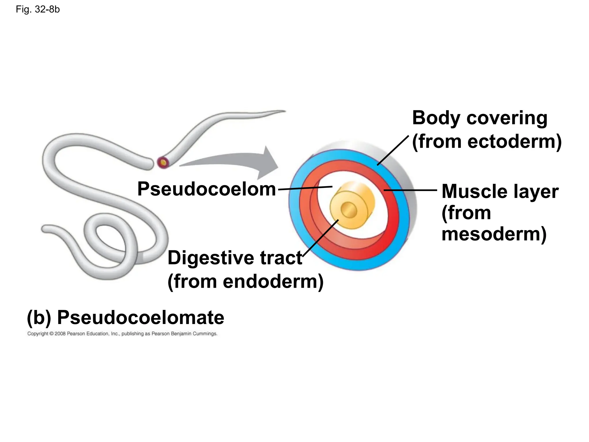 Fig. 32-8b
Pseudocoelom
Body covering
(from ectoderm)
Muscle layer
(from
mesoderm)
Digestive tract
(from endoderm)
(b) Pseudocoelomate
 