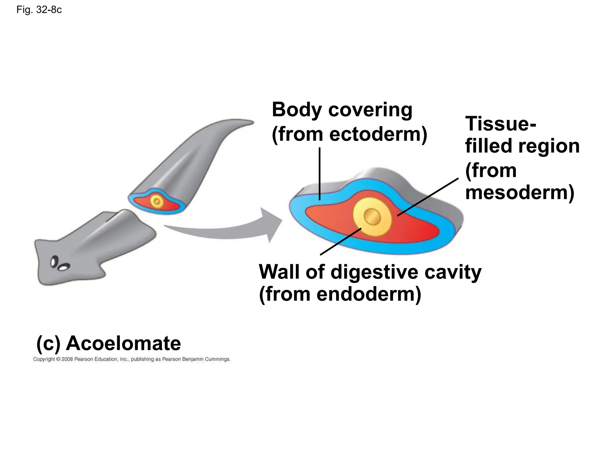 Fig. 32-8c
(c) Acoelomate
Body covering
(from ectoderm)
Wall of digestive cavity
(from endoderm)
Tissue-
filled region
(from
mesoderm)
 