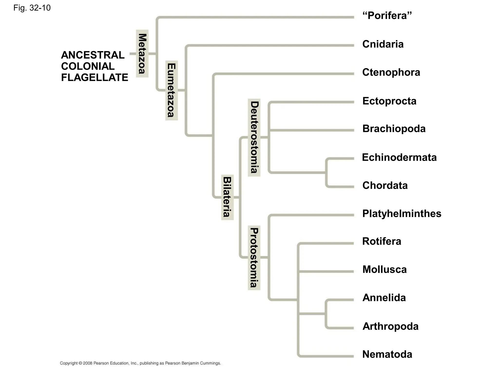 Fig. 32-10
ANCESTRAL
COLONIAL
FLAGELLATE
Metazoa
Eumetazoa
“Porifera”
Bilateria
Deuterostomia
Protostomia
Cnidaria
Ctenophora
Ectoprocta
Brachiopoda
Echinodermata
Chordata
Platyhelminthes
Rotifera
Mollusca
Annelida
Arthropoda
Nematoda
 