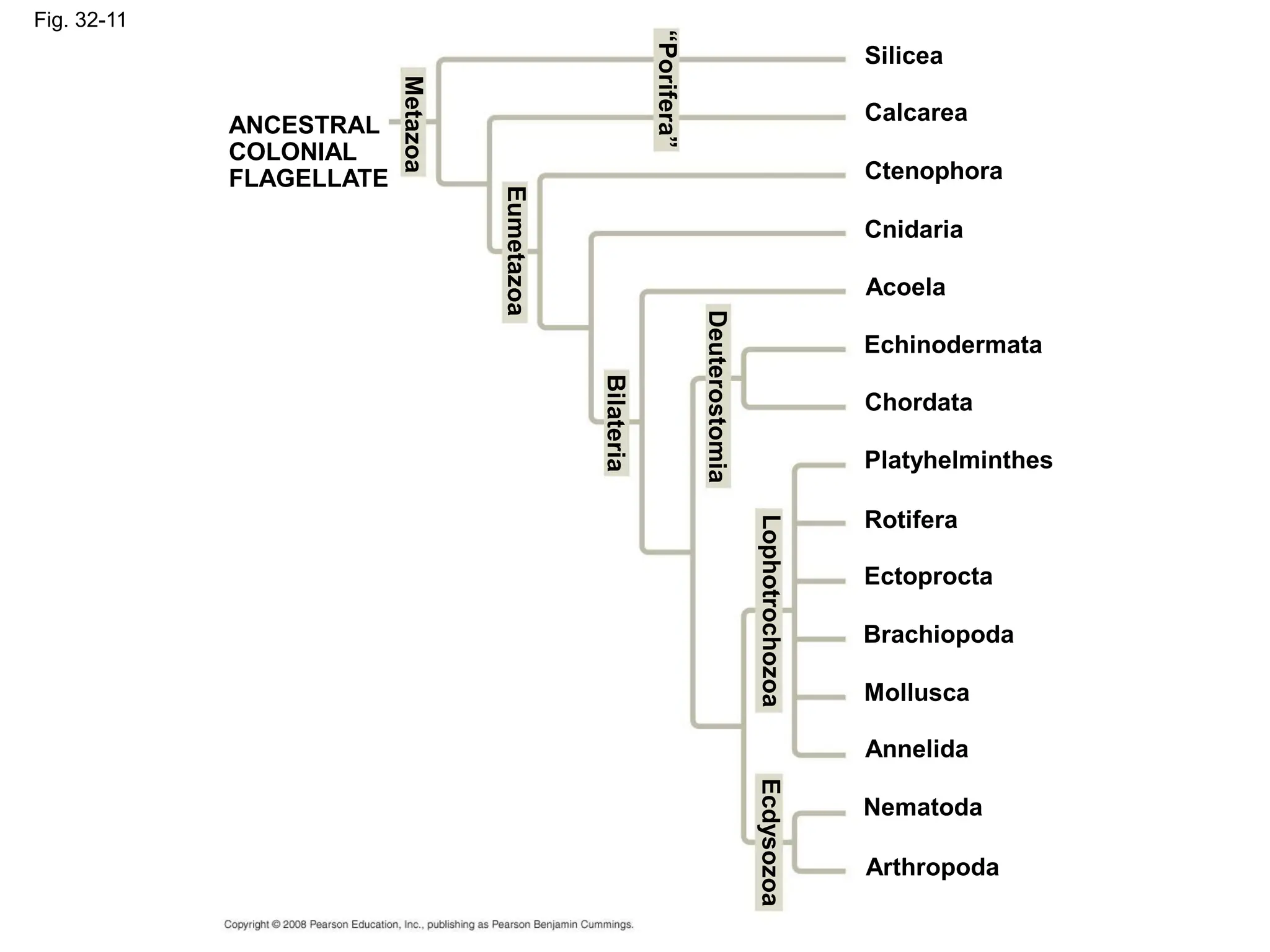 Fig. 32-11
Silicea
ANCESTRAL
COLONIAL
FLAGELLATE
Metazoa
Eumetazoa
“Porifera”
Bilateria
Deuterostomia
Lophotrochozoa
Ecdysozoa
Calcarea
Ctenophora
Cnidaria
Acoela
Echinodermata
Chordata
Platyhelminthes
Rotifera
Ectoprocta
Brachiopoda
Mollusca
Annelida
Nematoda
Arthropoda
 