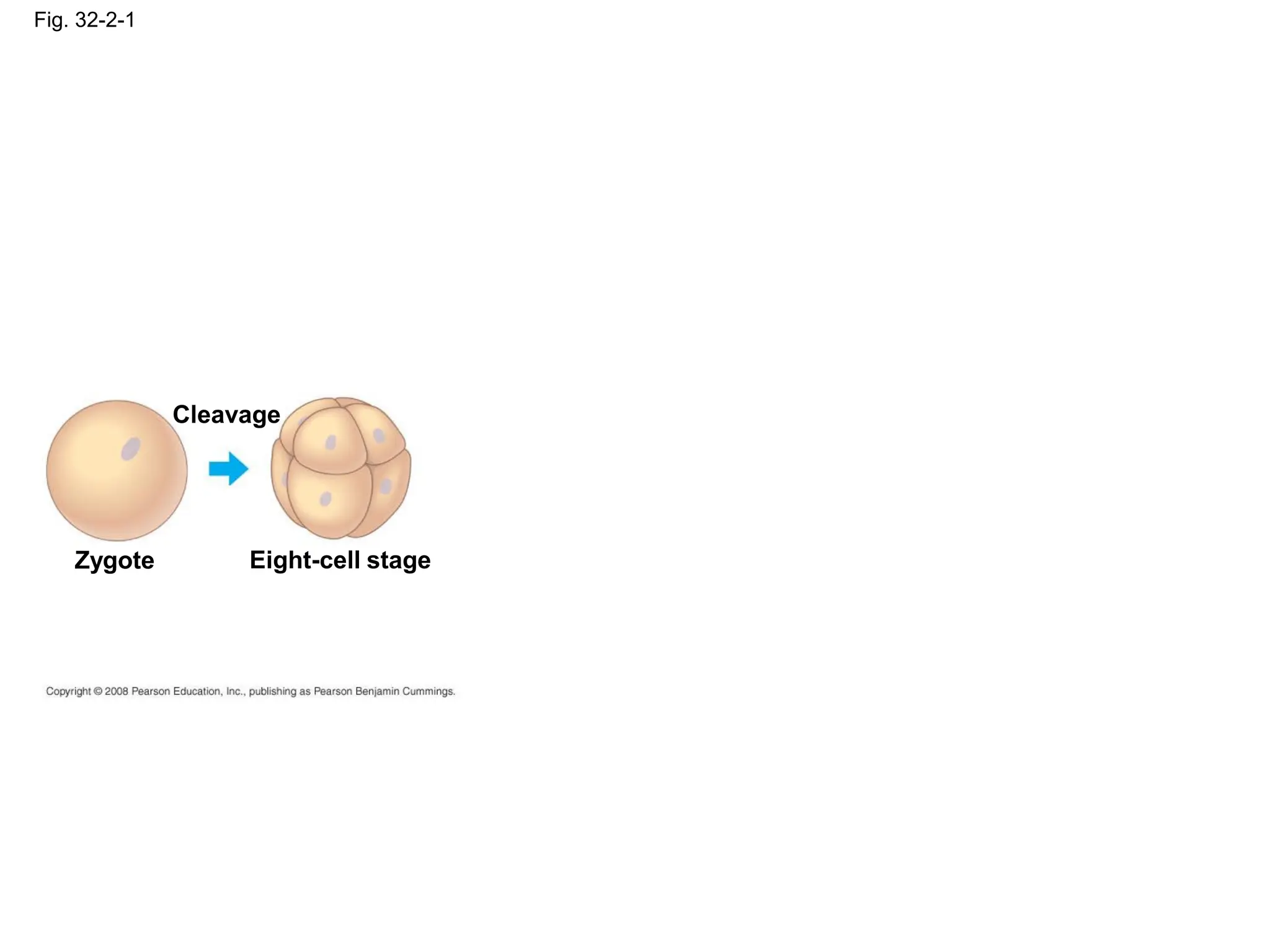 Fig. 32-2-1
Zygote
Cleavage
Eight-cell stage
 