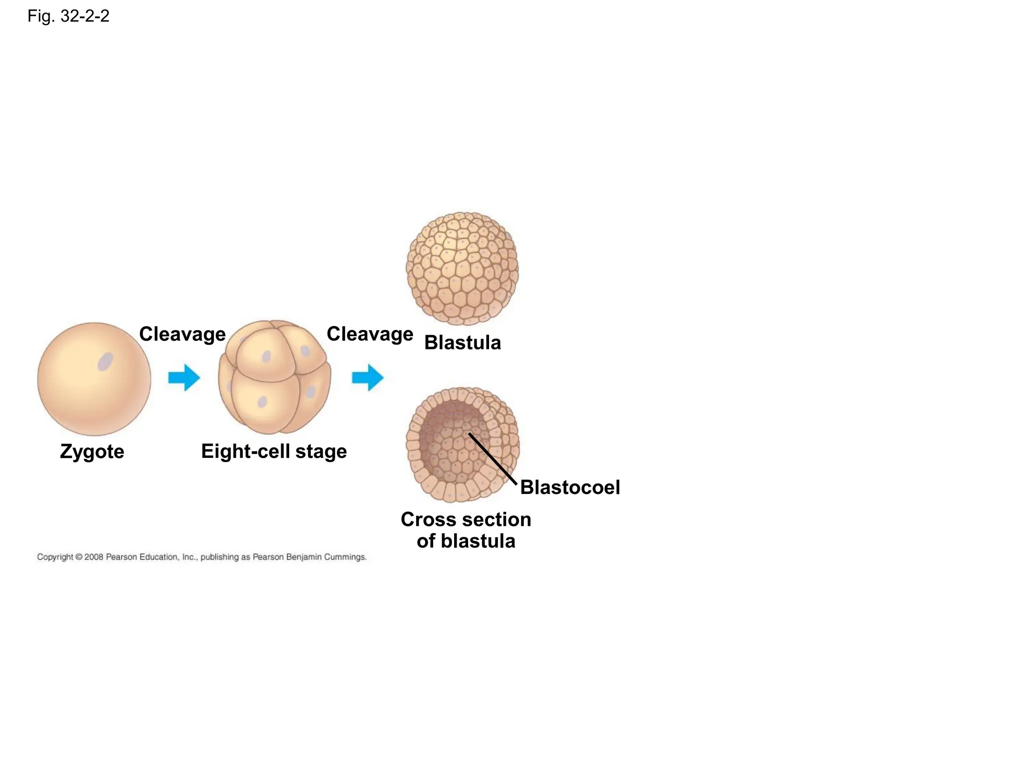 Fig. 32-2-2
Zygote
Cleavage
Eight-cell stage
Cleavage Blastula
Cross section
of blastula
Blastocoel
 
