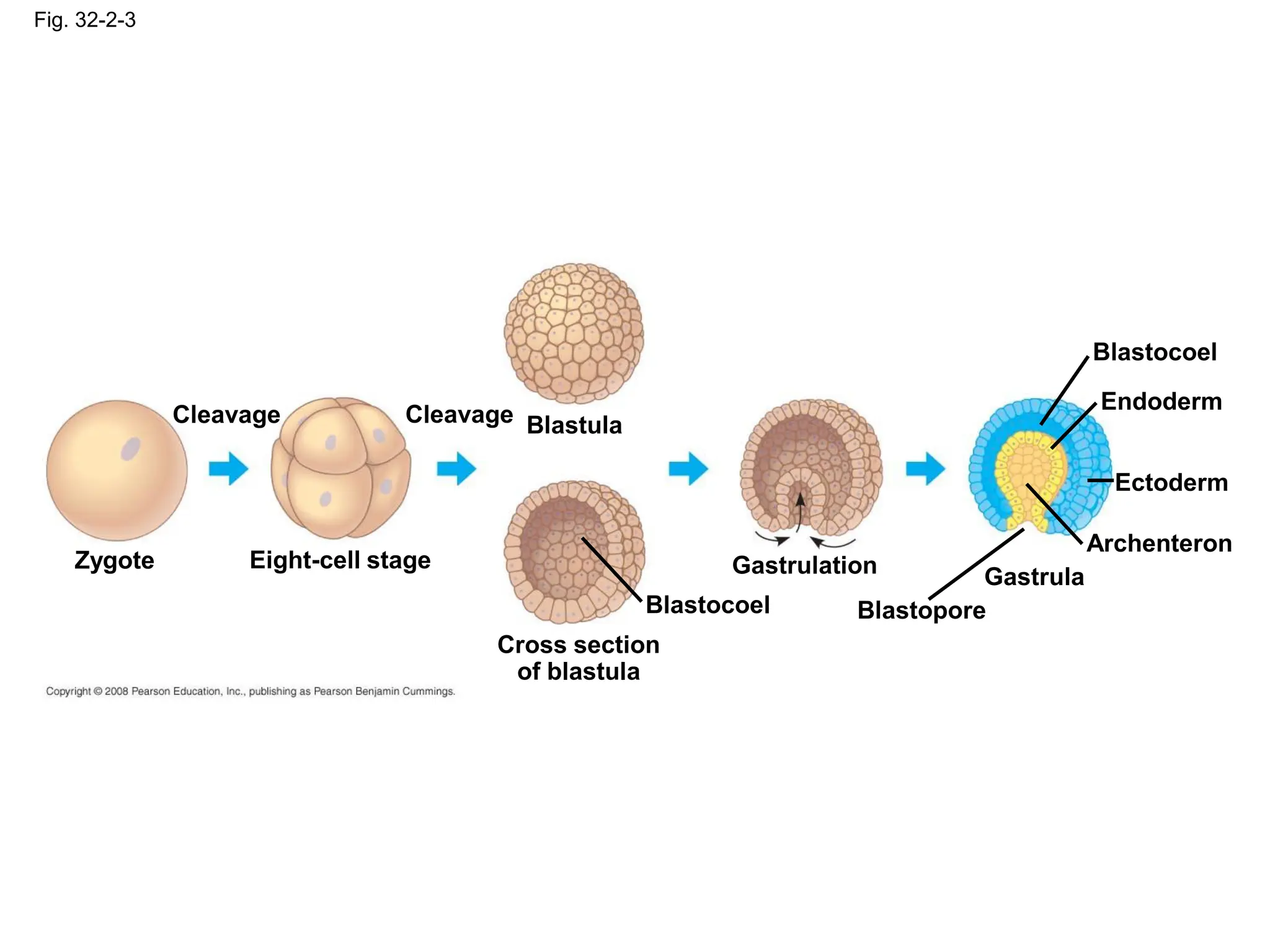 Fig. 32-2-3
Zygote
Cleavage
Eight-cell stage
Cleavage Blastula
Cross section
of blastula
Blastocoel
Gastrulation
Blastopore
Gastrula
Archenteron
Ectoderm
Endoderm
Blastocoel
 