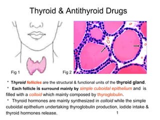 Thyroid & Antithyroid Drugs




  Fig 1                         Fig 2

＊ Thyroid follicles are the structural & functional units of the thyroid gland.
＊ Each follicle is surround mainly by simple cuboidal epithelium and is
filled with a colloid which mainly composed by thyroglobulin.
＊ Thyroid hormones are mainly synthesized in colloid while the simple
cuboidal epithelium undertaking thyroglobulin production, iodide intake &
thyroid hormones release.                               1
 
