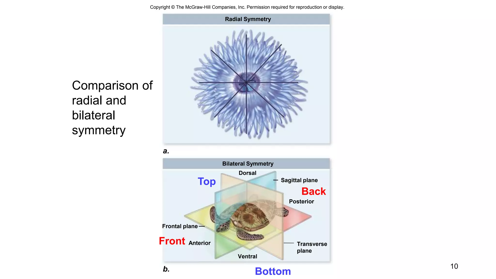 Copyright © The McGraw-Hill Companies, Inc. Permission required for reproduction or display.
a.
Radial Symmetry
b.
Bilateral Symmetry
Ventral
Dorsal
Frontal plane
Sagittal plane
Anterior
Posterior
Transverse
plane
10
Top
Bottom
Back
Front
Comparison of
radial and
bilateral
symmetry
 